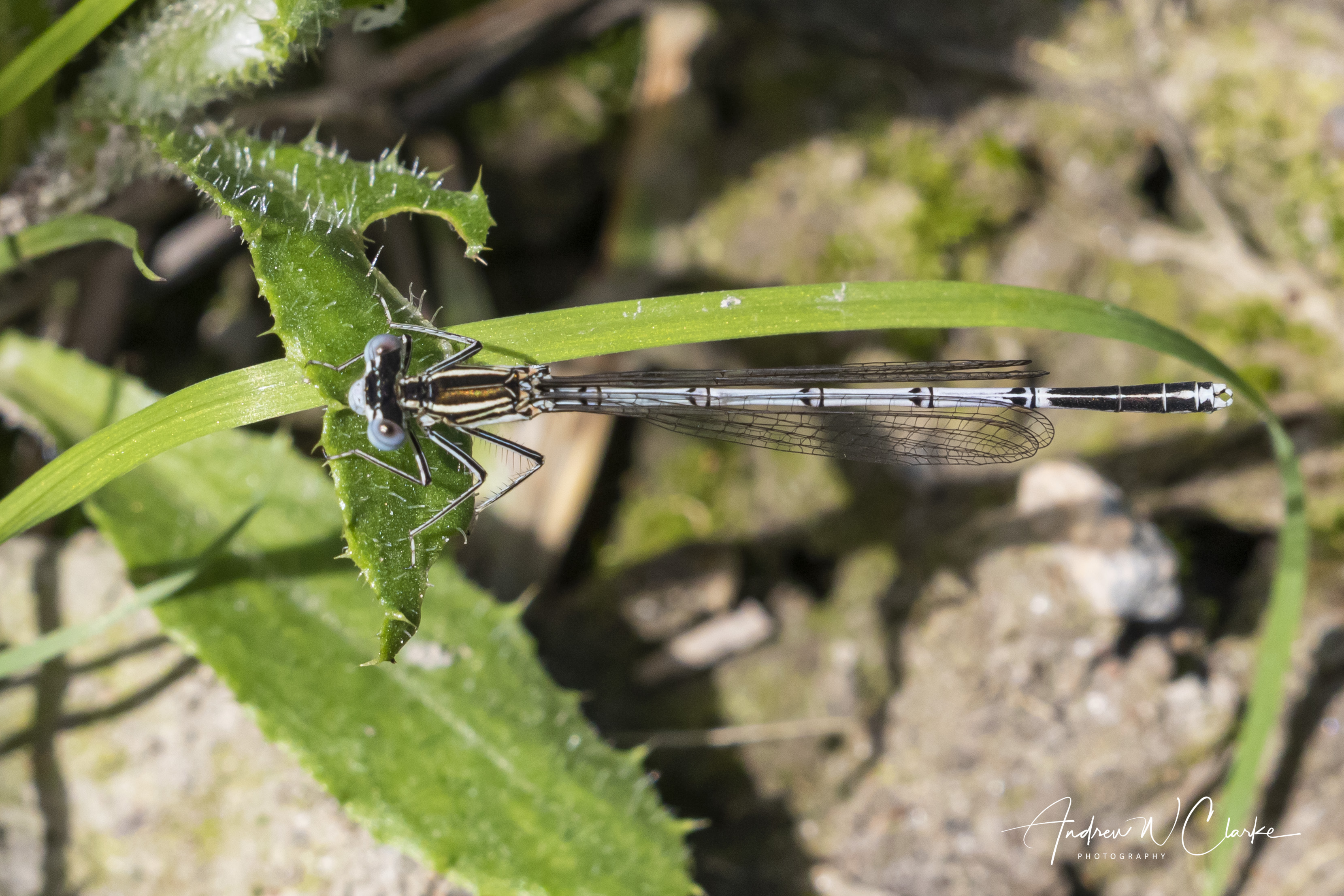 Blue Featherleg