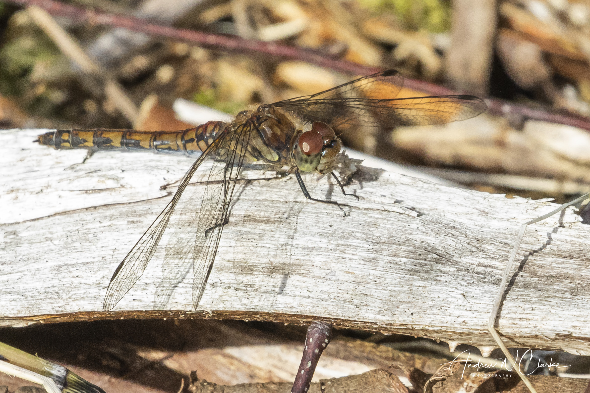 Common Darter