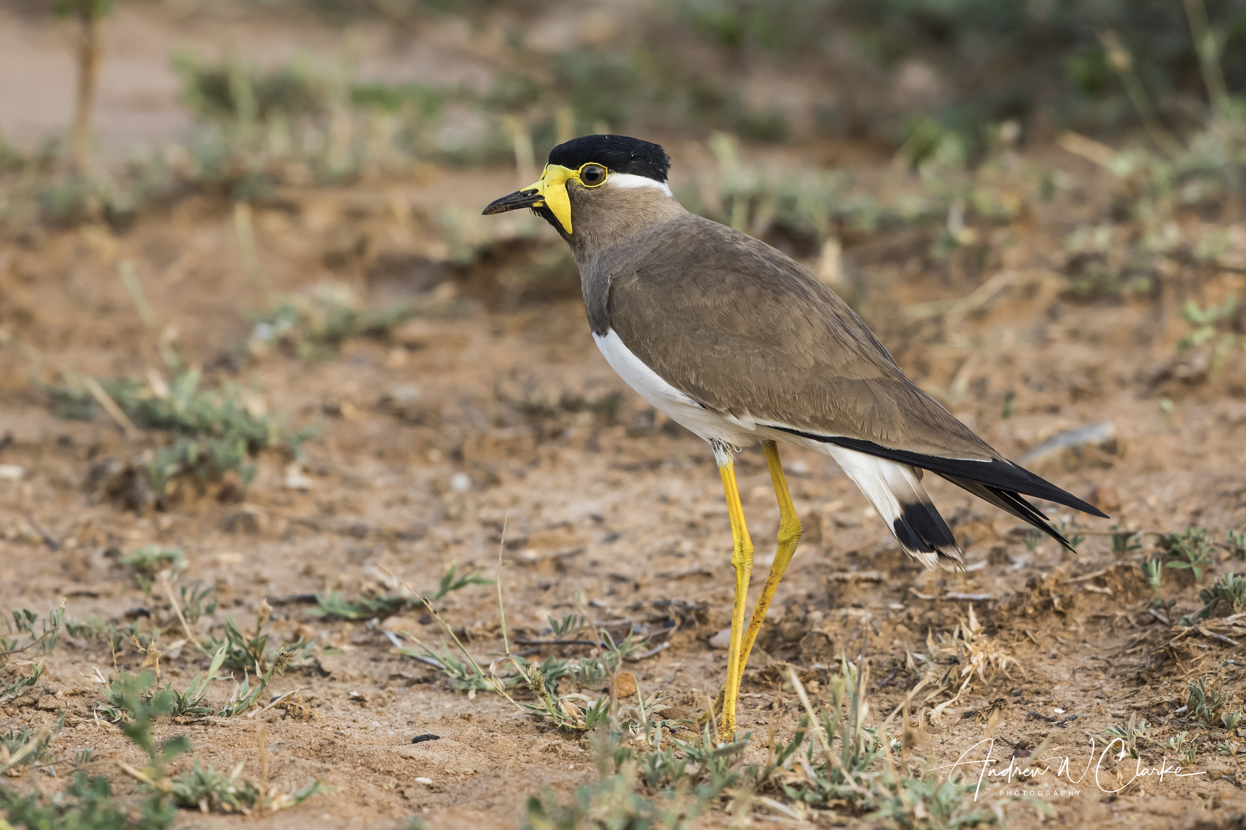 Yellow-wattled Lapwing
