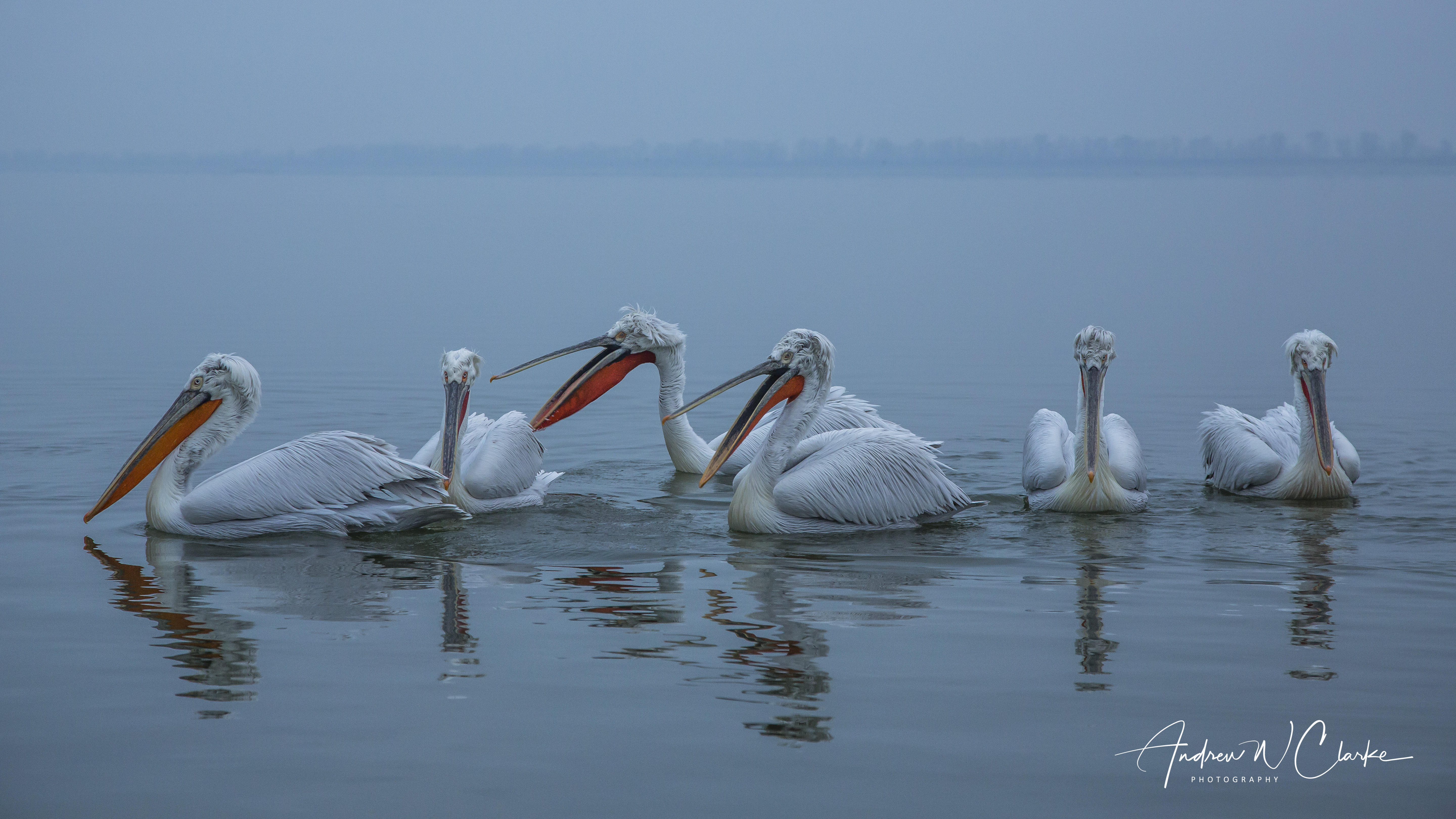 Dalmatian Pelican