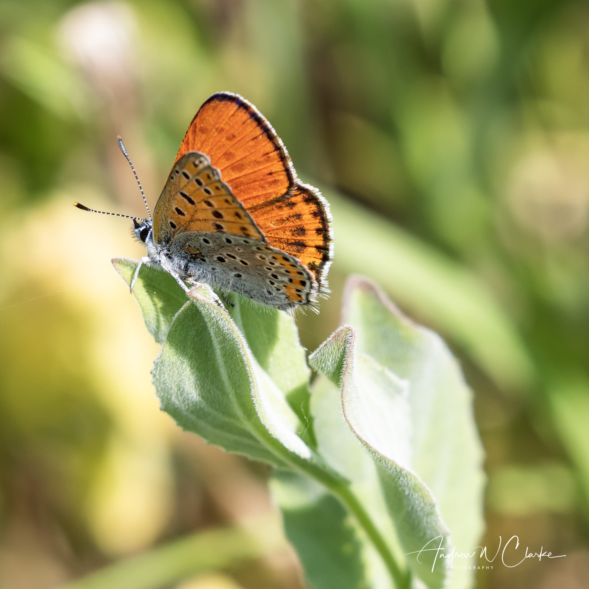 Lesser Fiery Copper