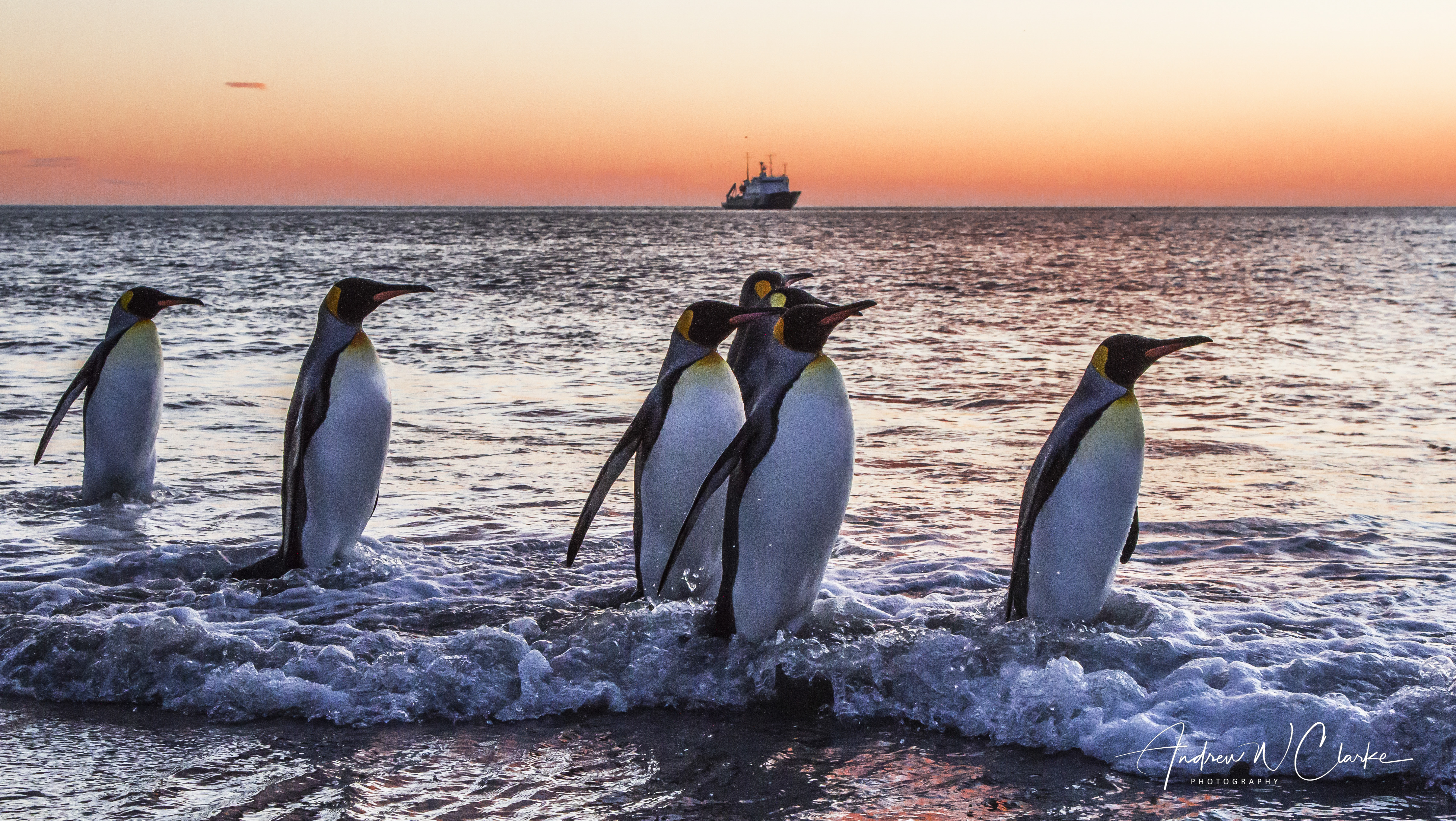 King Penguin