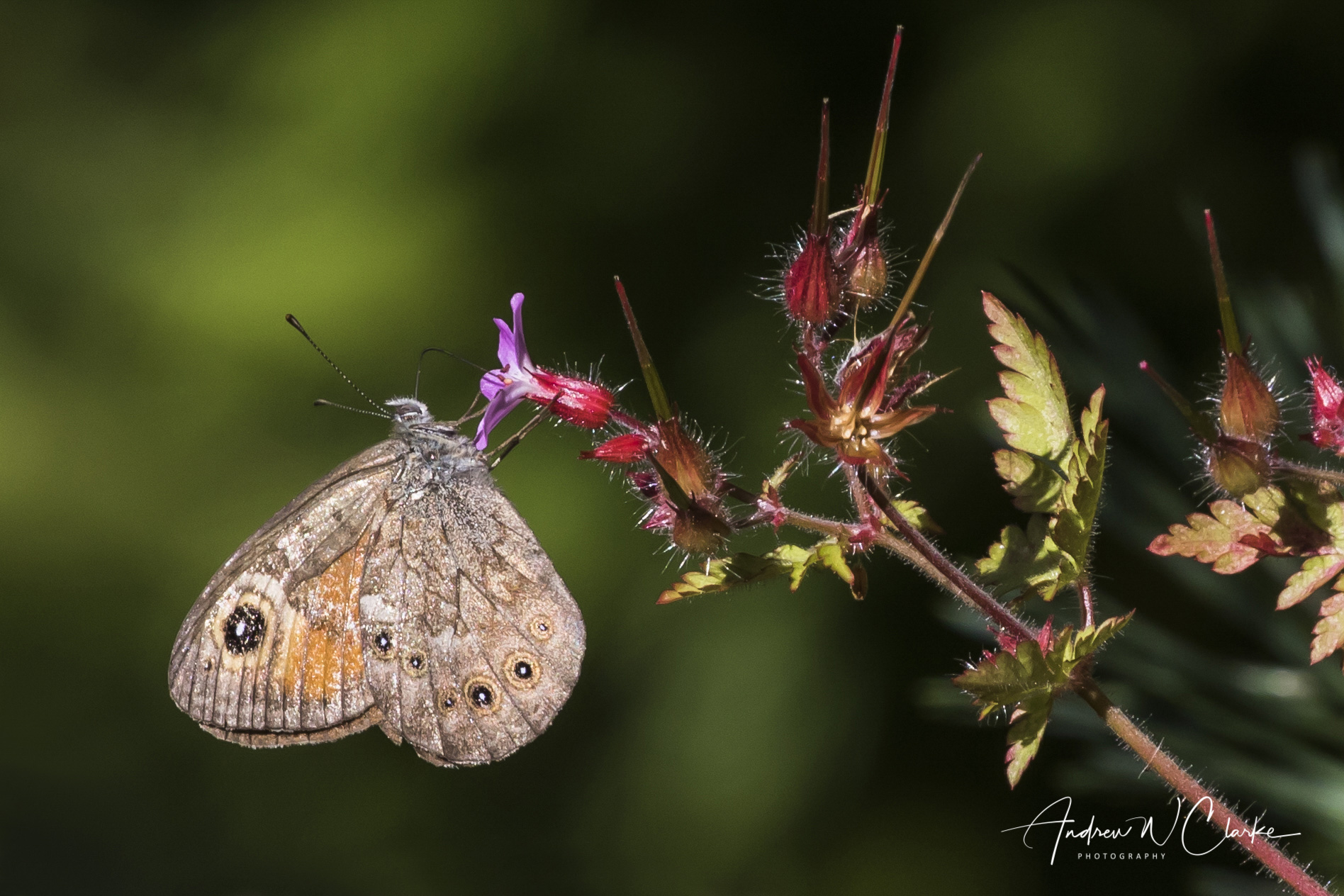 Large Wall Brown