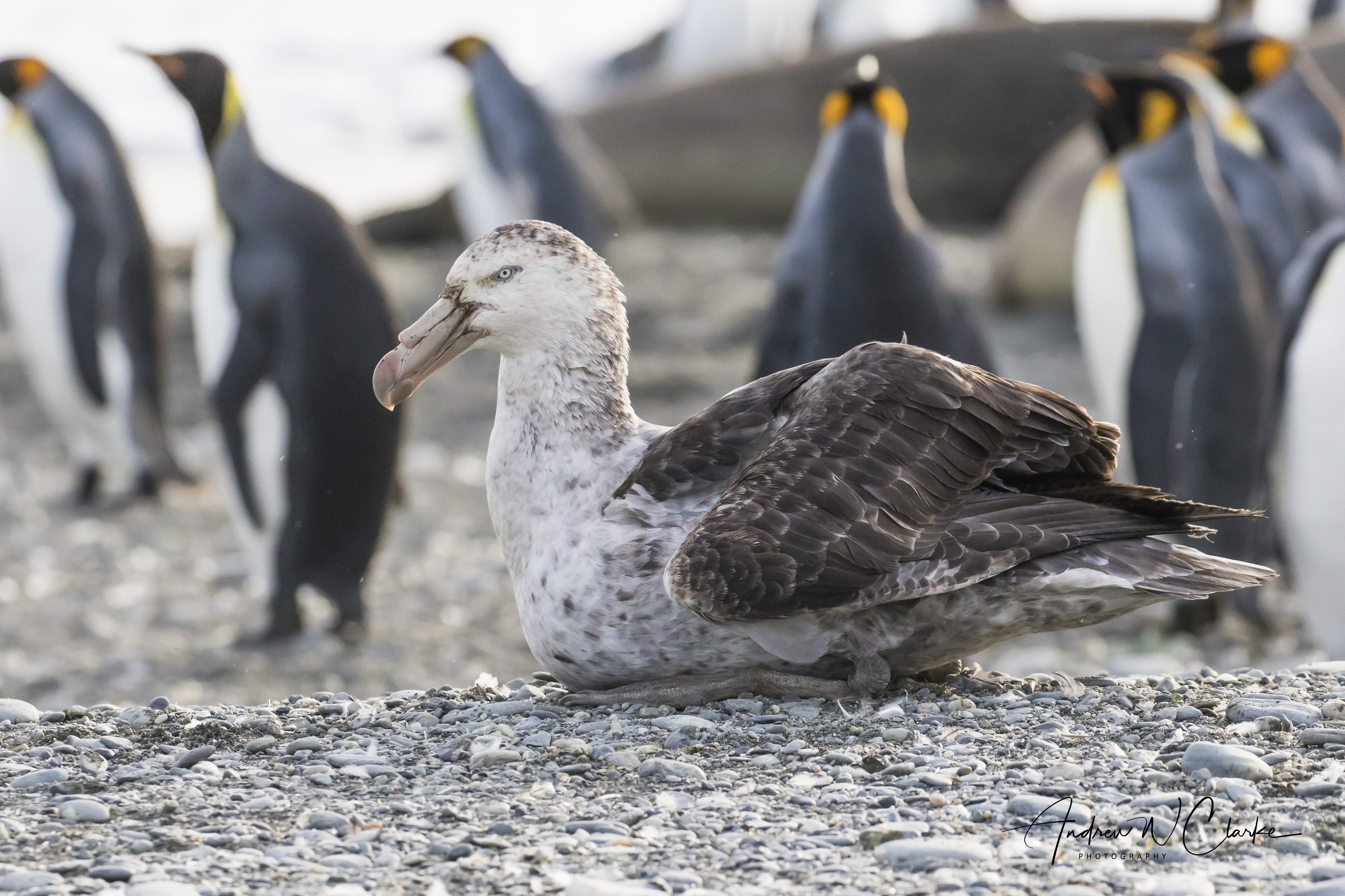 Northern Giant Petrel