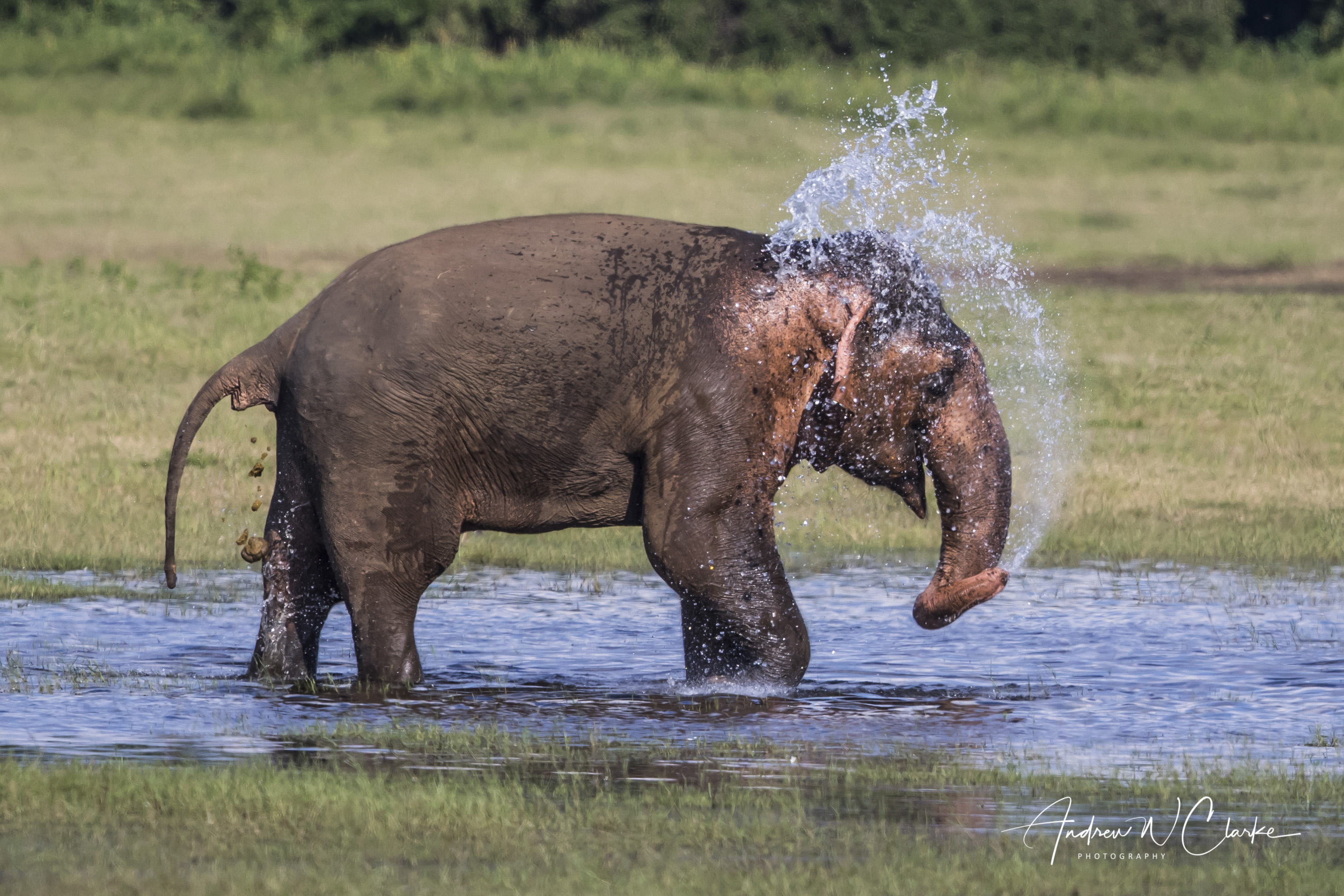 Asian Elephant