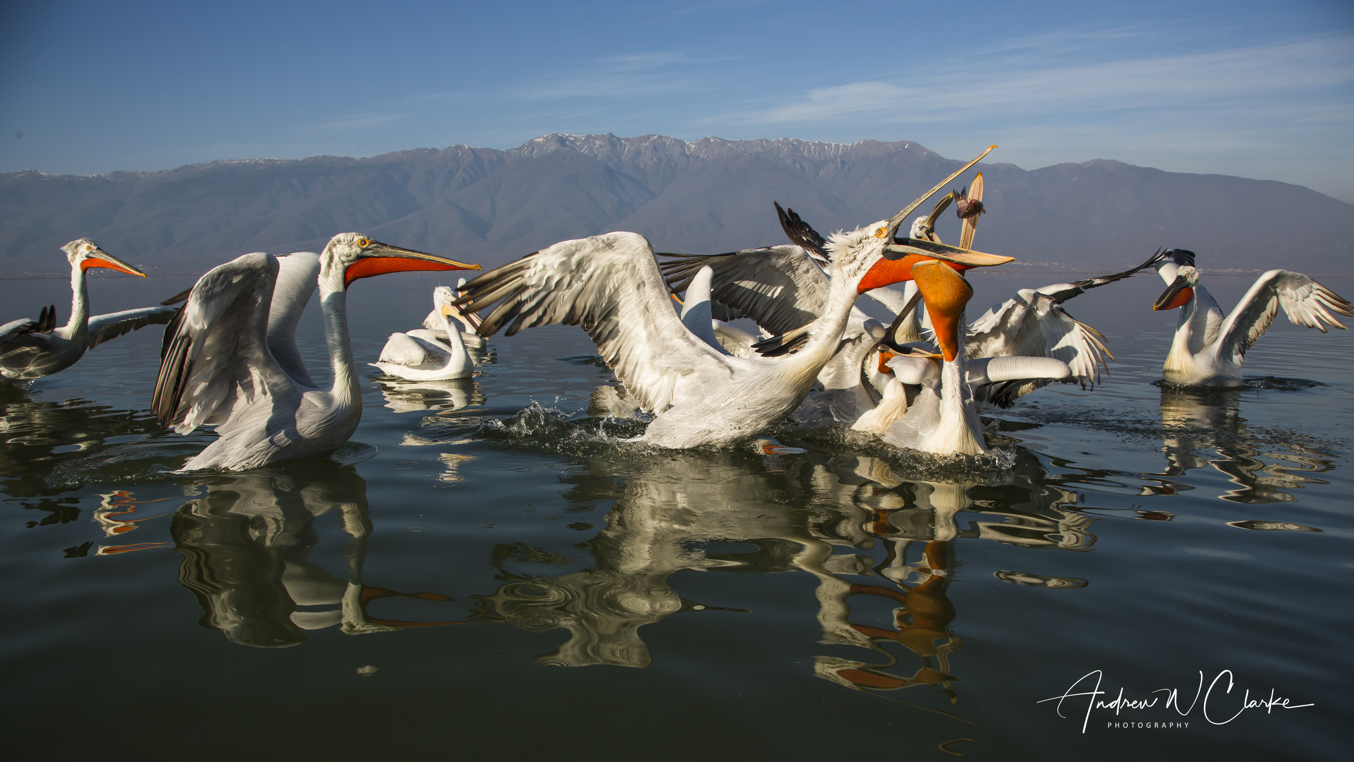 Dalmatian Pelican