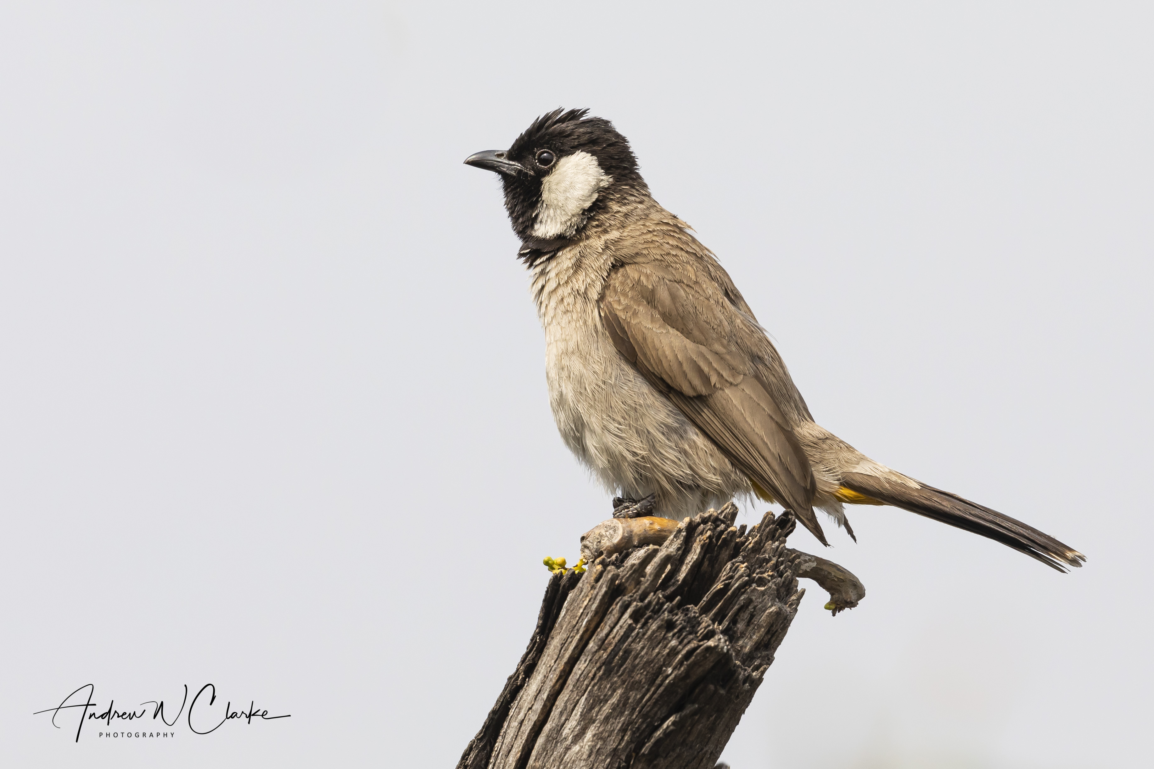 White-eared Bulbul