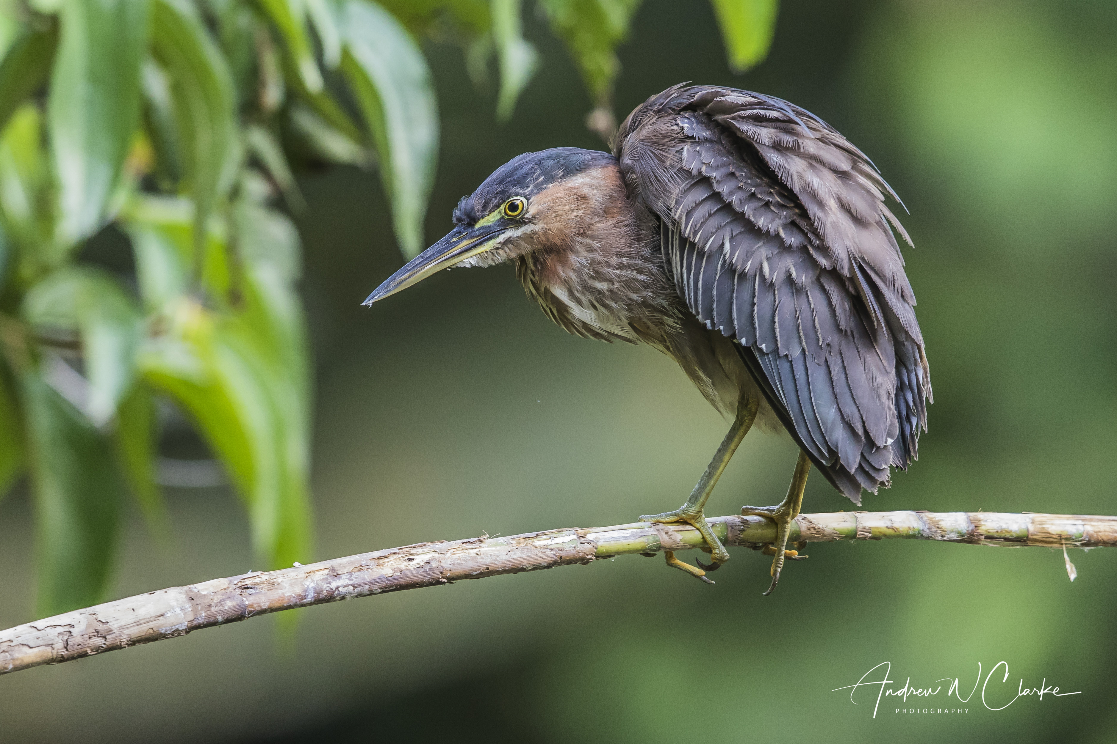 Green Heron