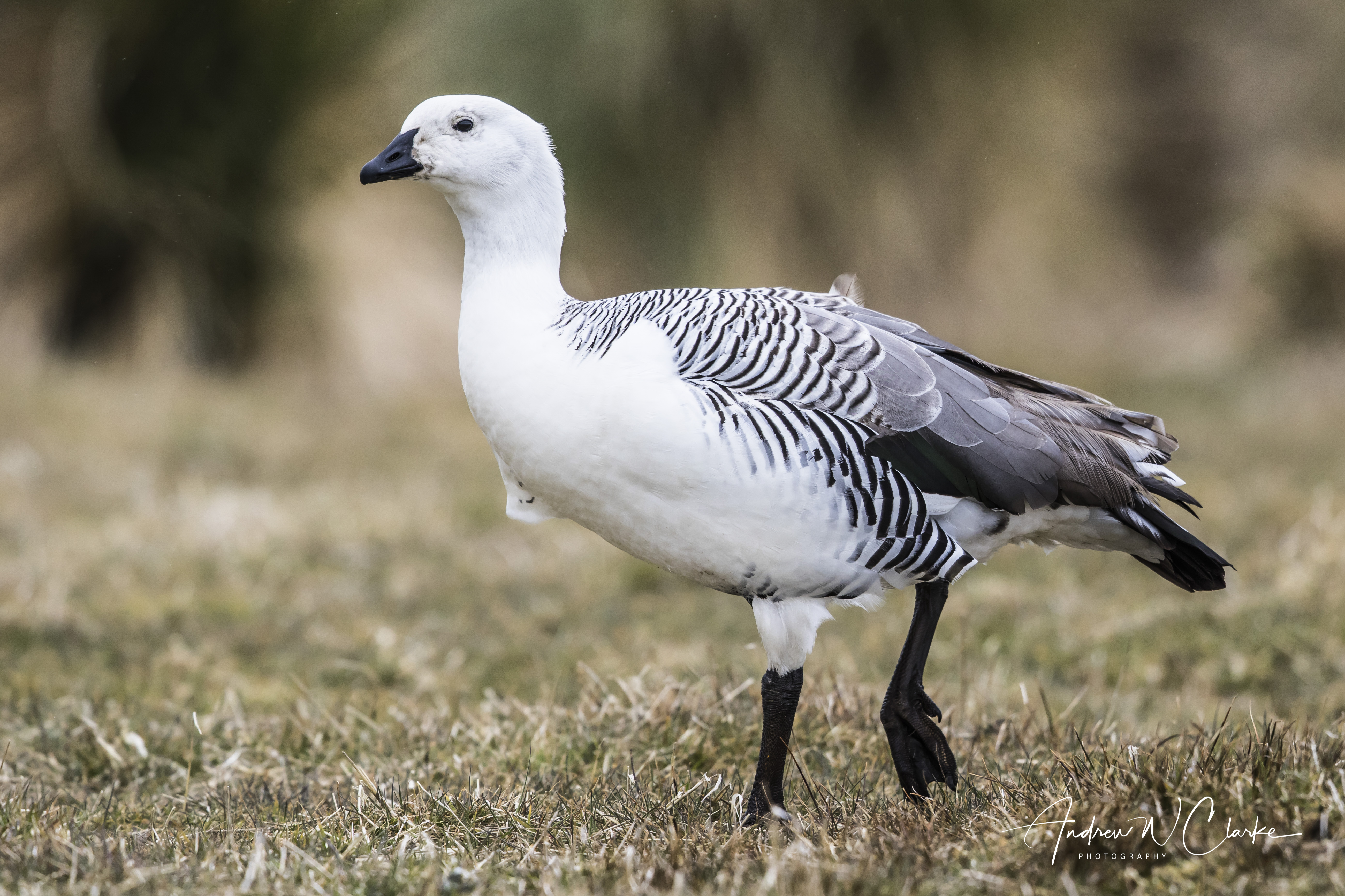 Upland Goose