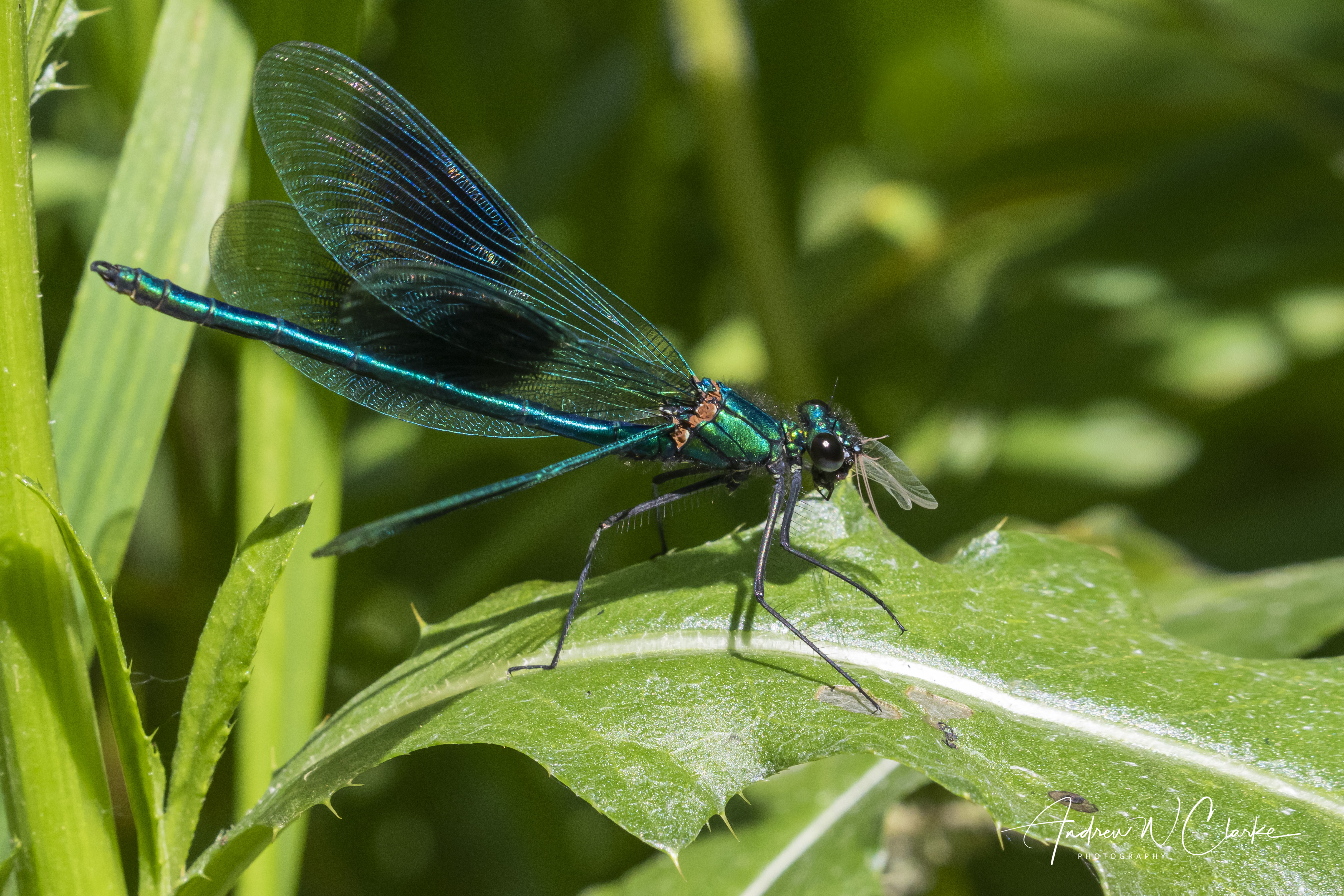 Banded Demoiselle