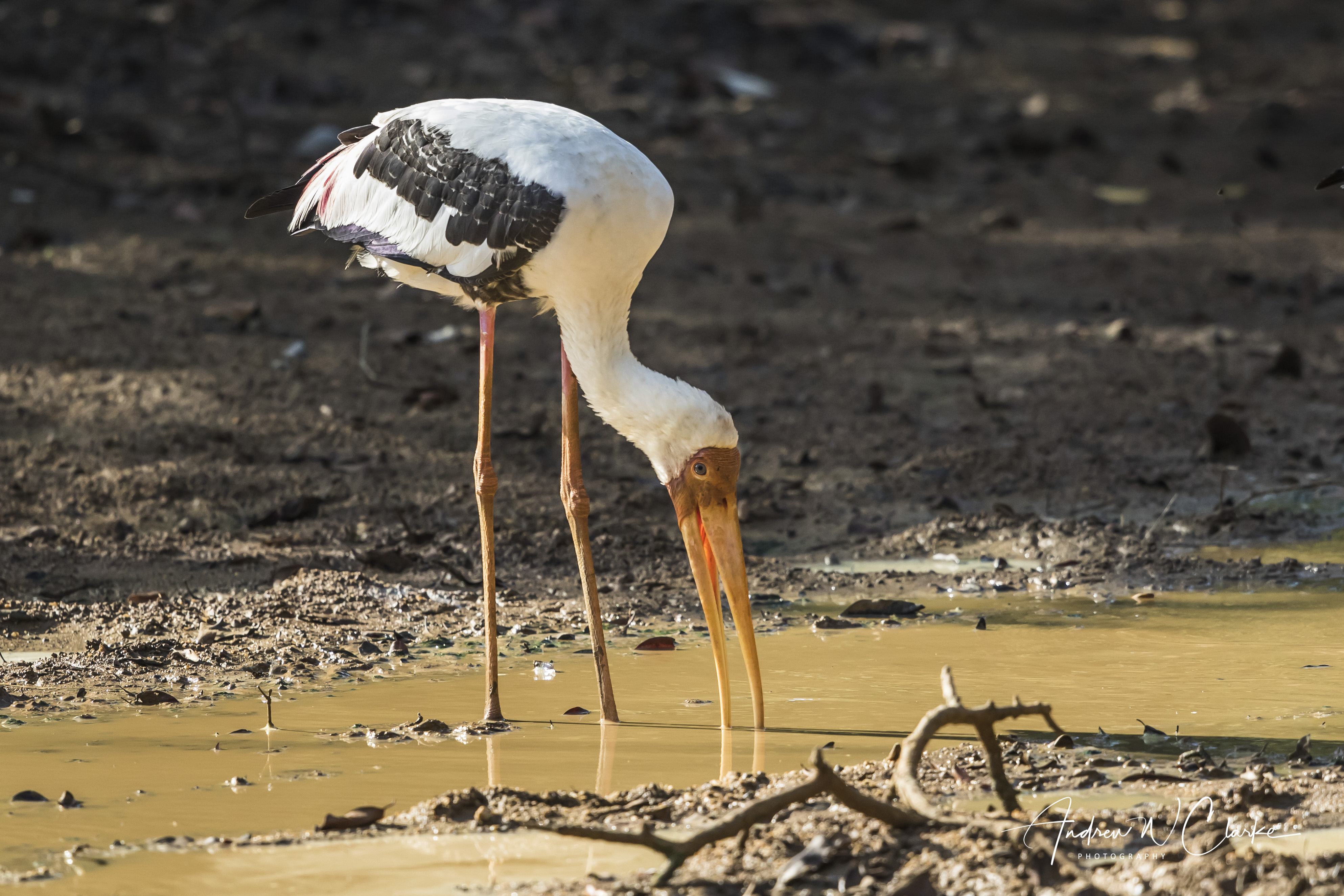 Painted Stork