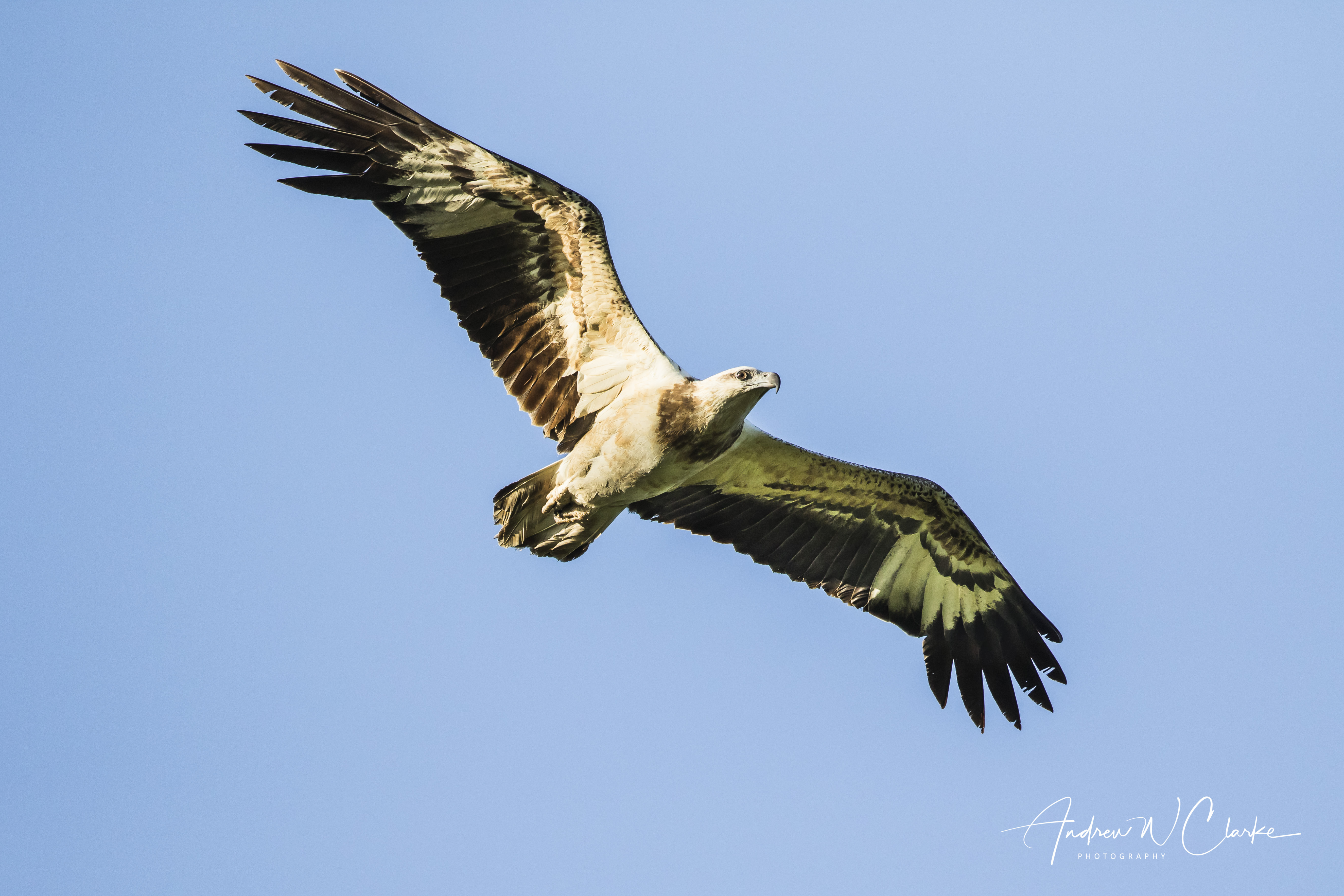 White-bellied Sea-Eagle