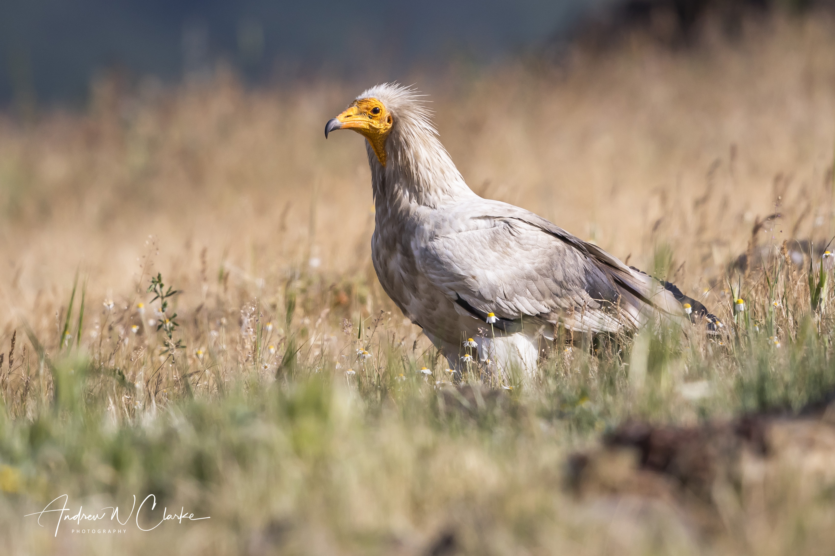 Egyptian Vulture