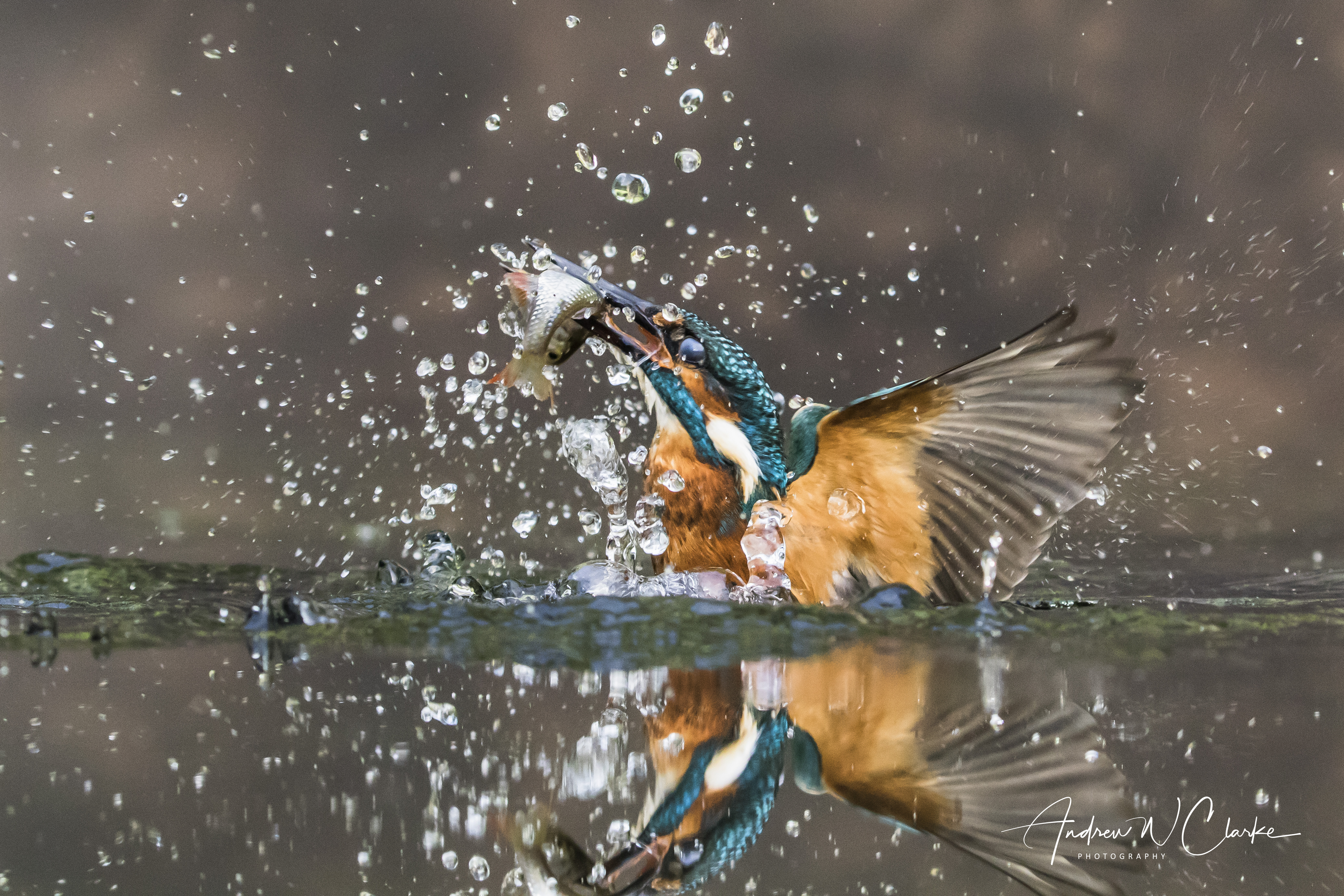 Common Kingfisher