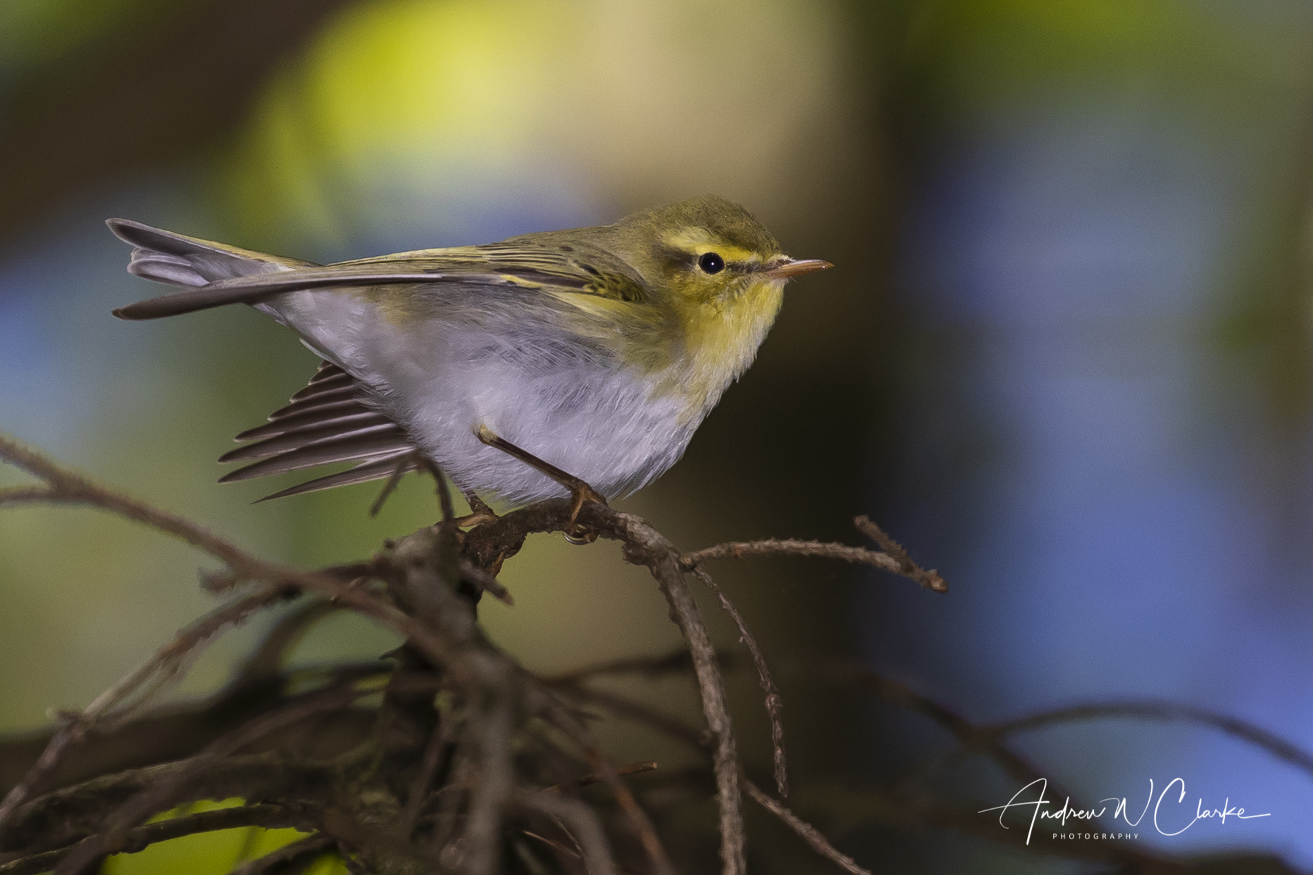Wood Warbler / Bøksanger