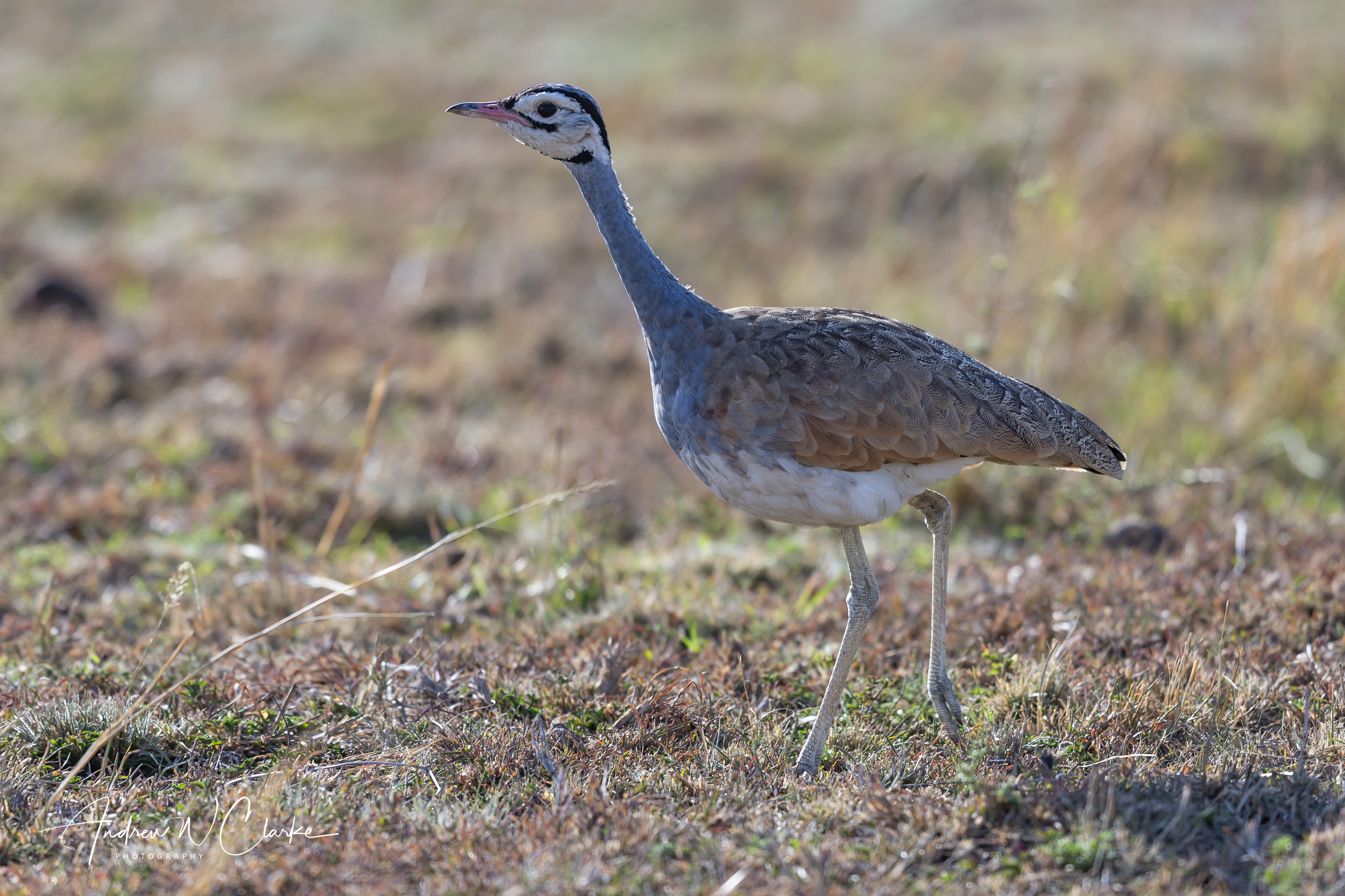 White-bellied Bustard