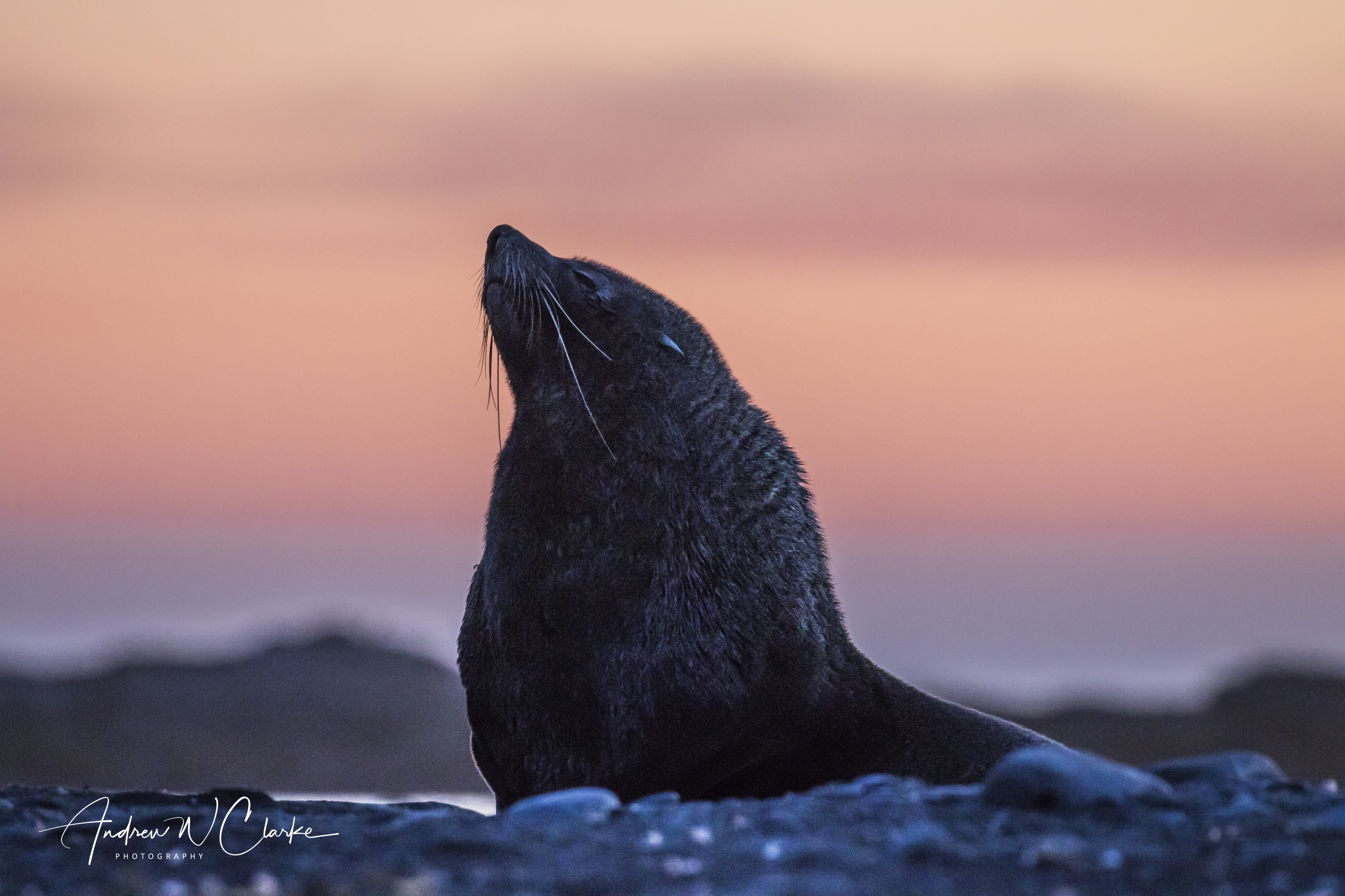 Antarctic Fur Seal