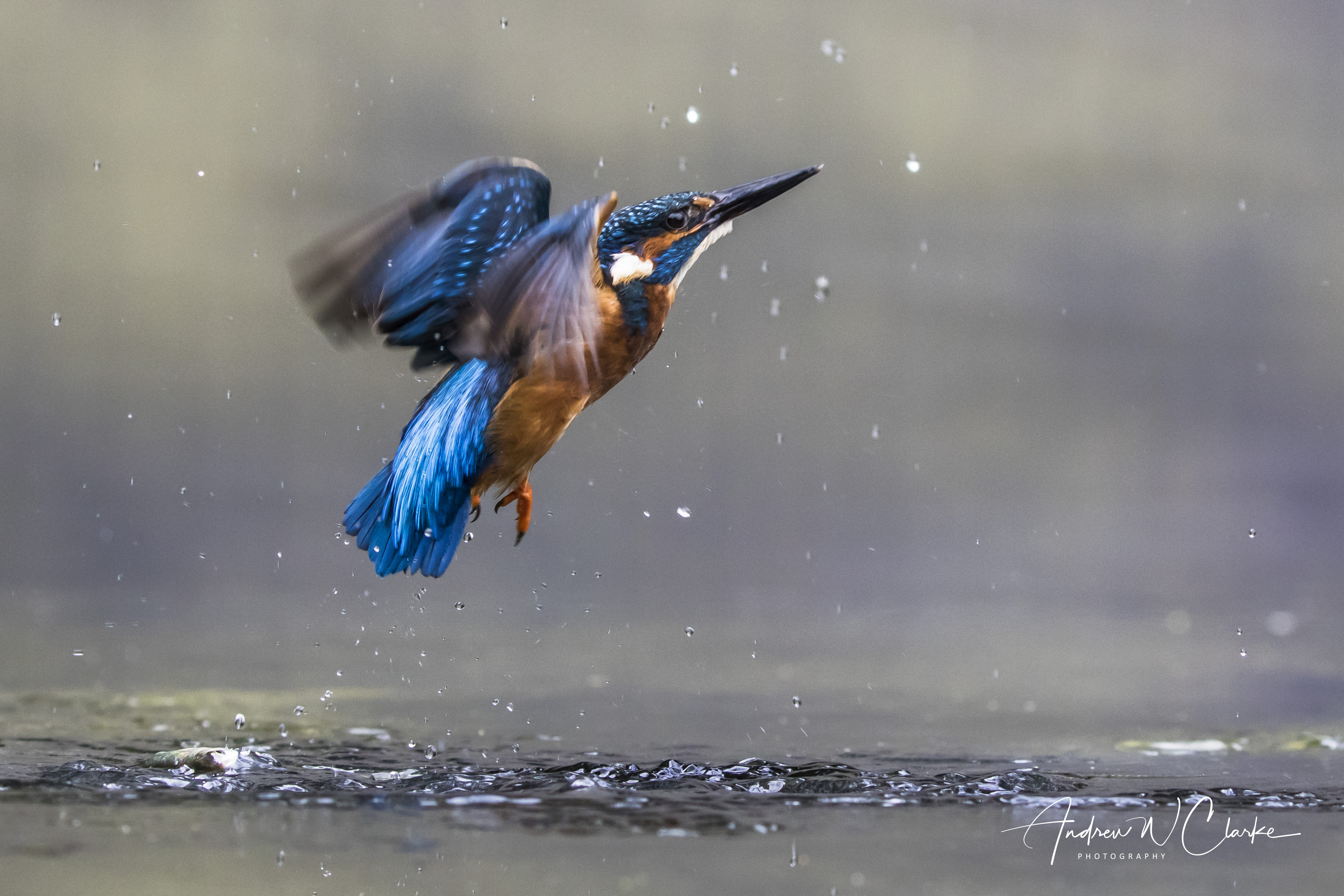 Common Kingfisher