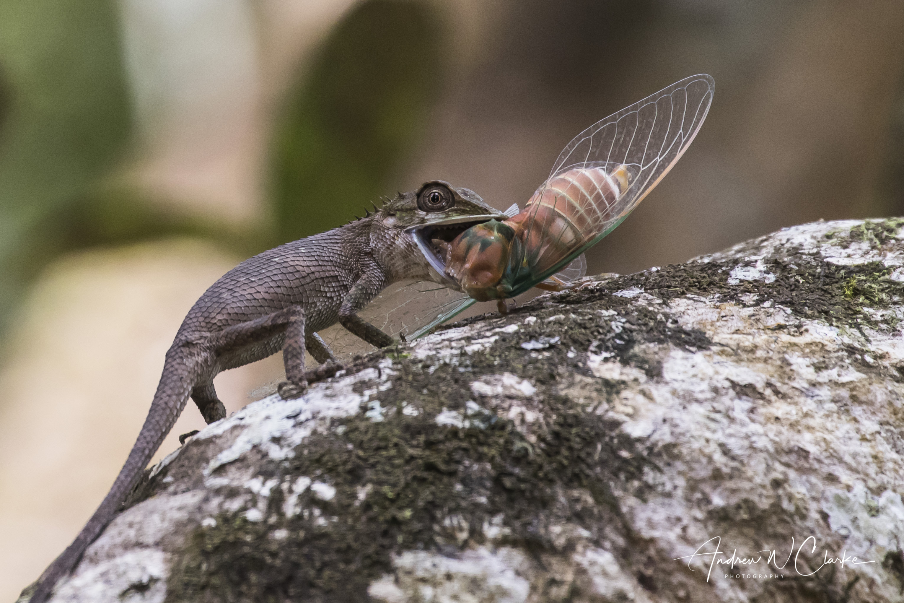 Wiegmann's Agama