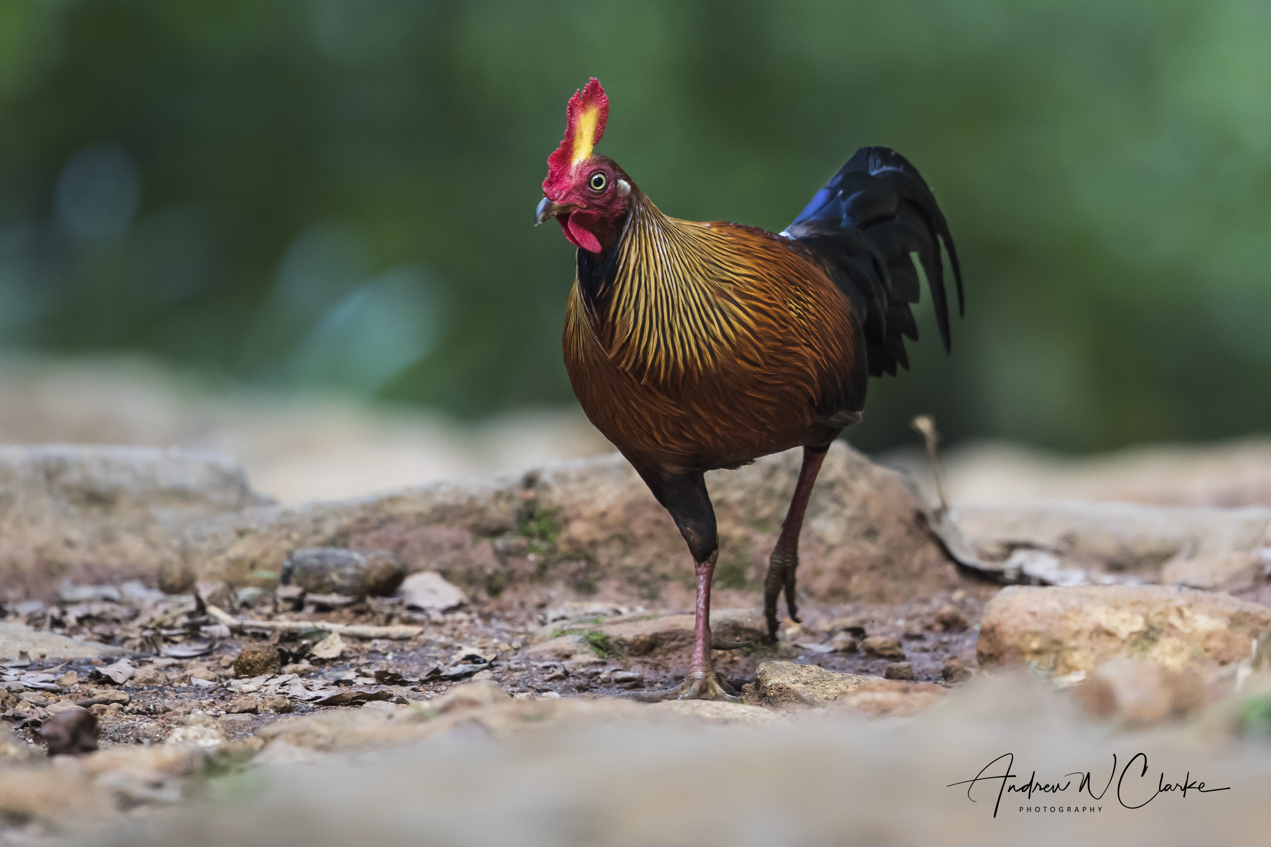 Sri Lanka Jungle Fowl