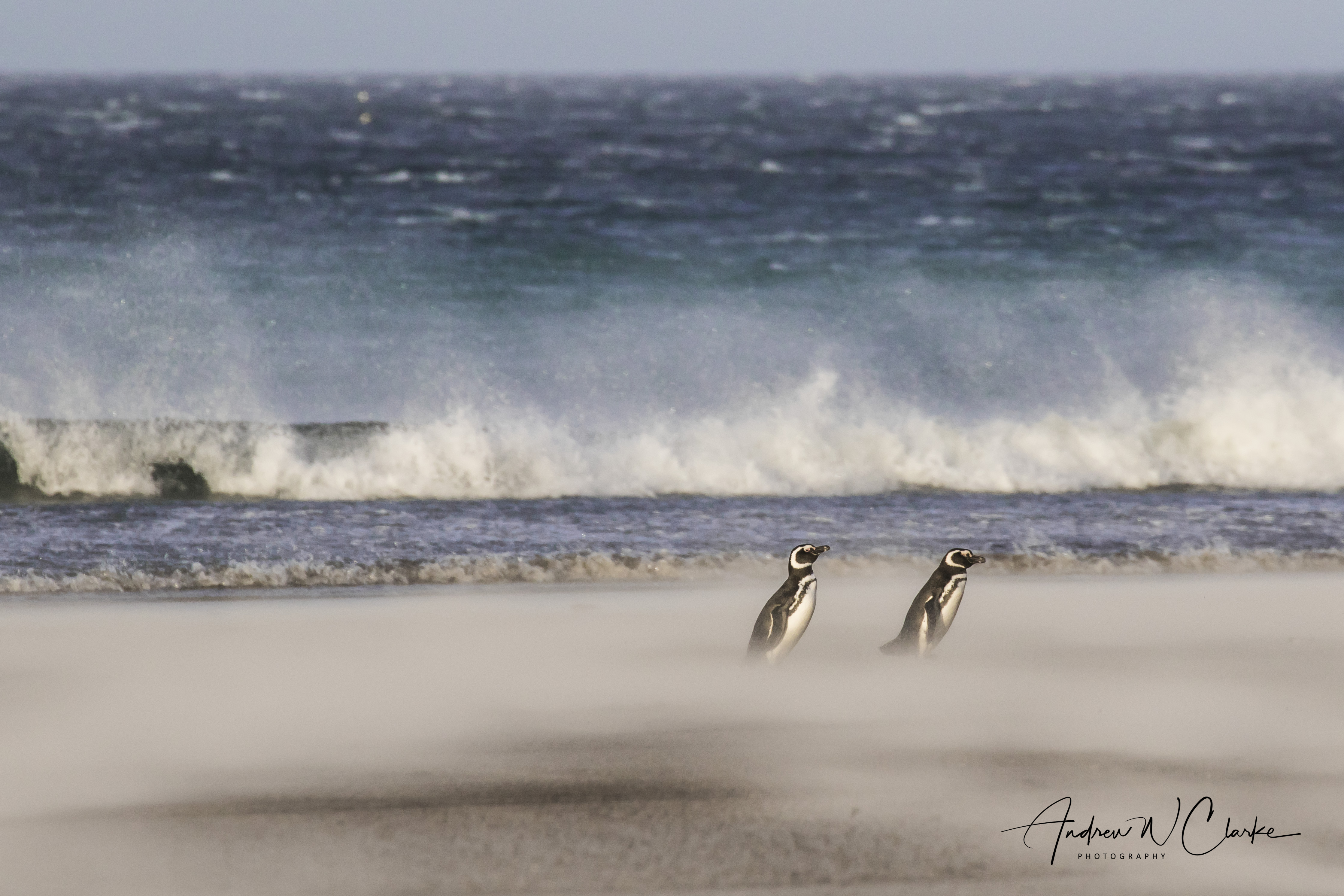 Magellanic Penguin