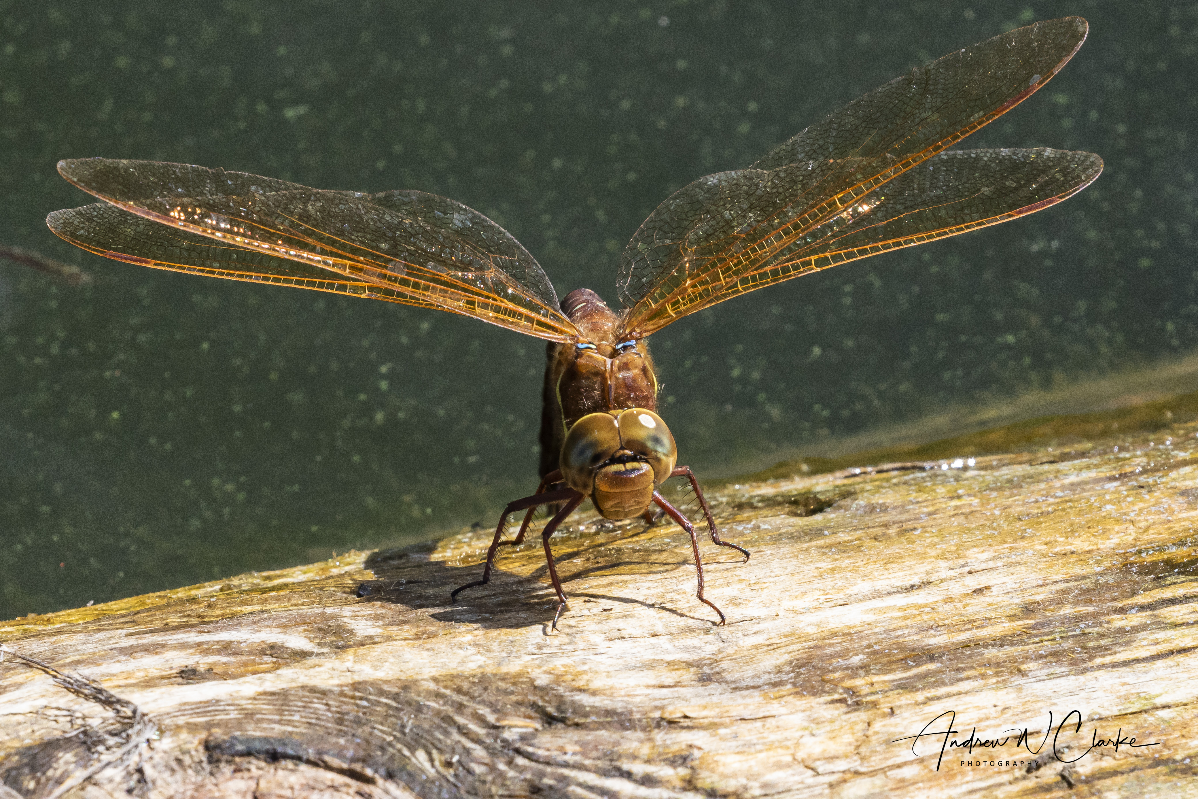 Brown Hawker