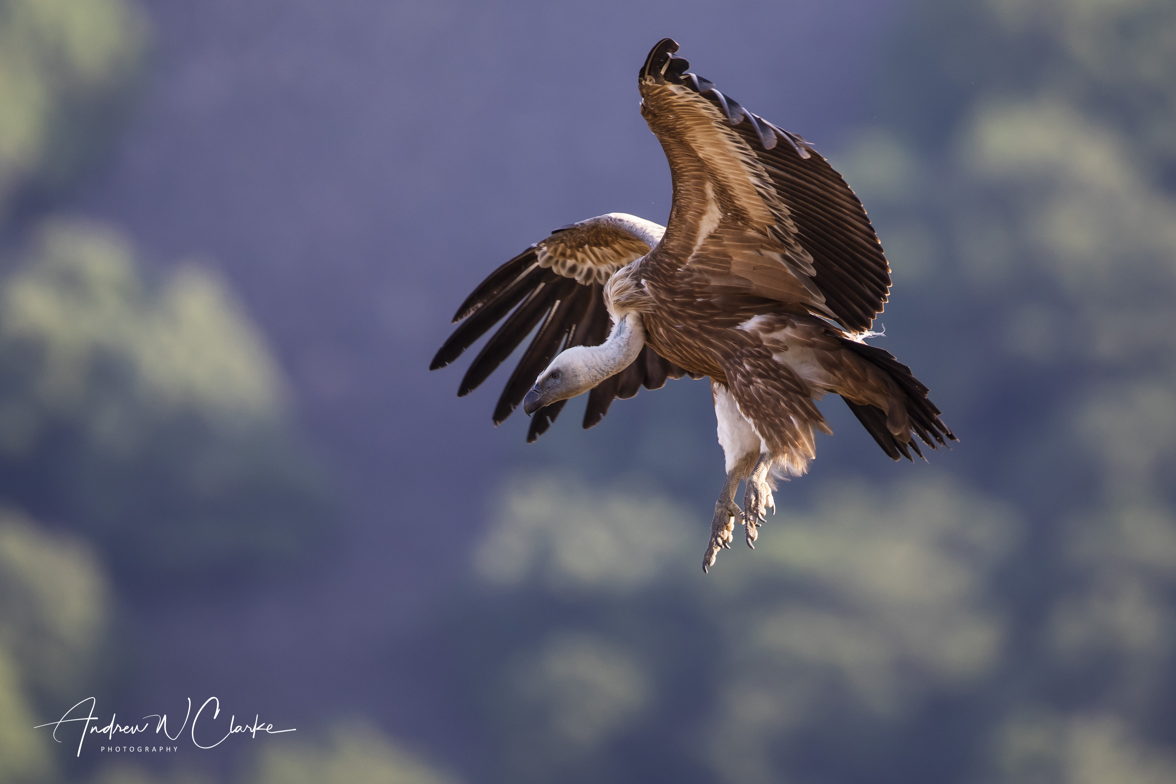 Eurasian Griffon
