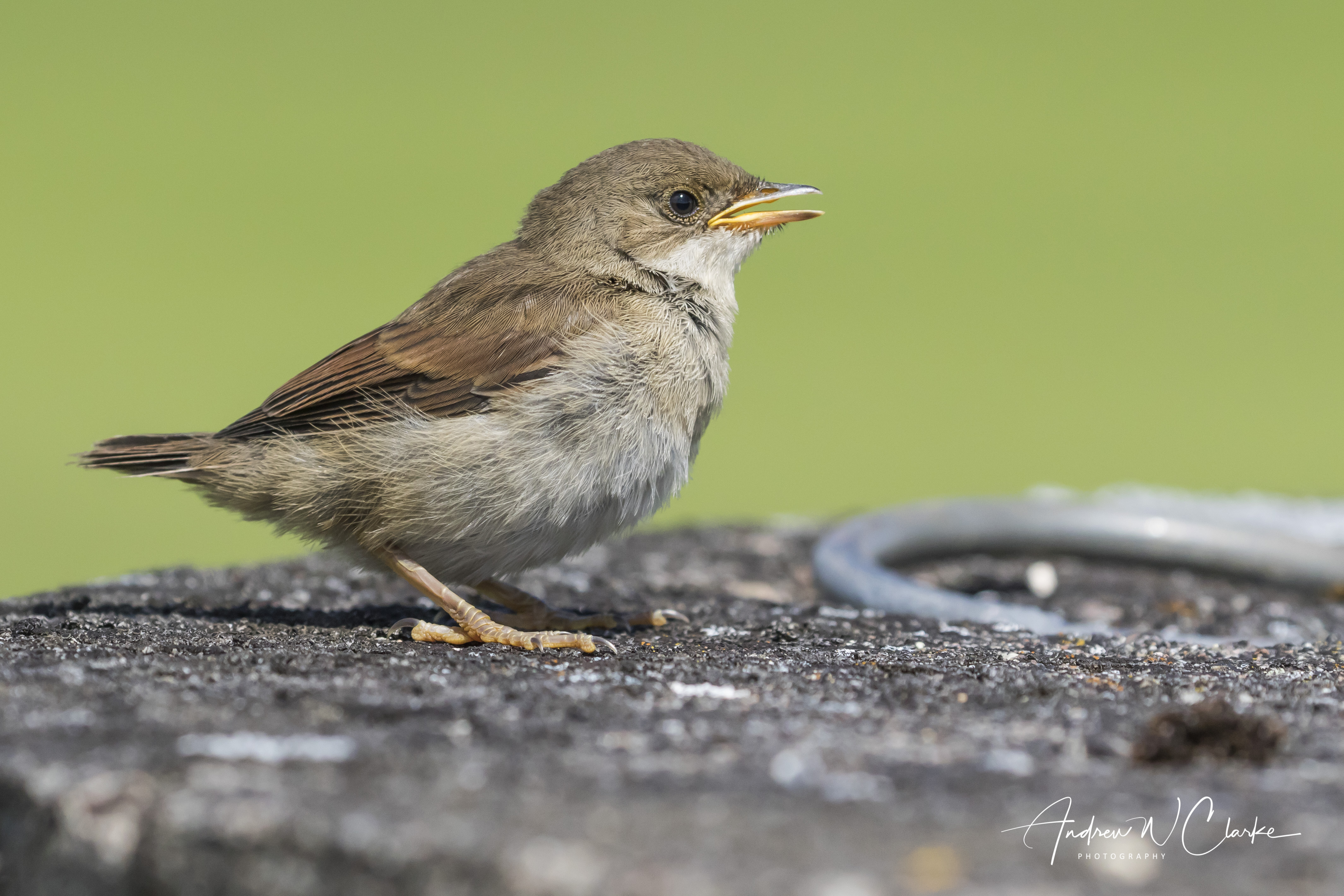 Greater Whitethroat / Tornsanger