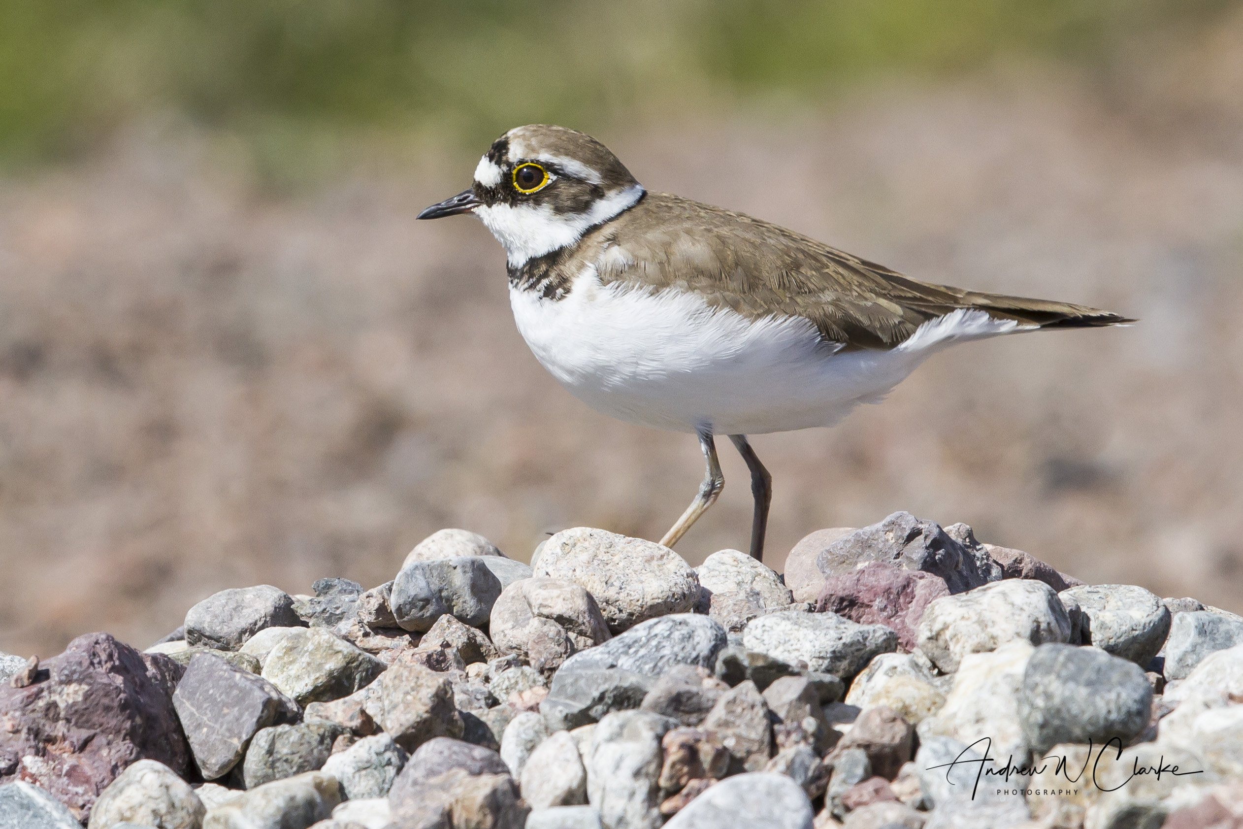 Little Ringed Plover / Dverglo