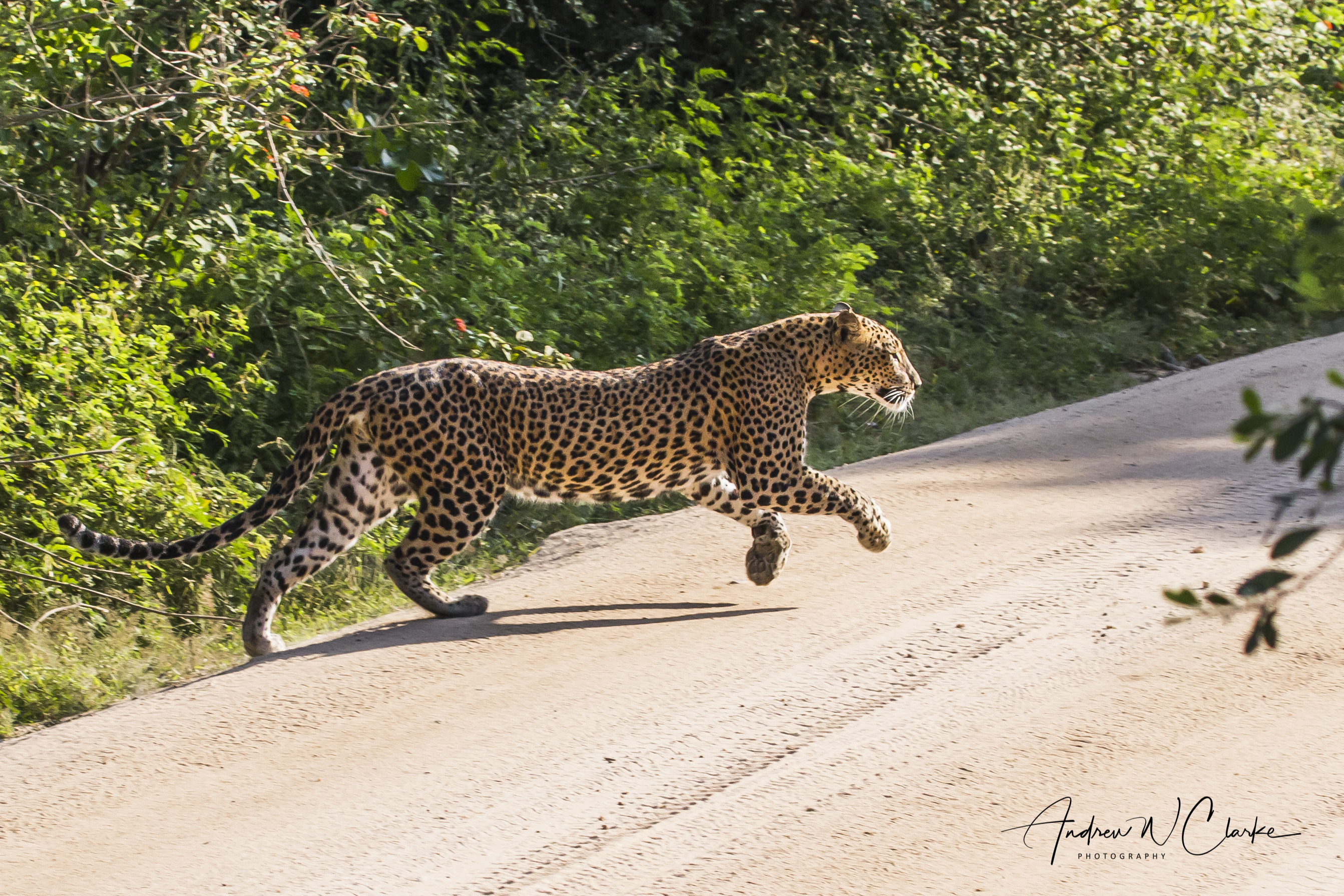 Leopard