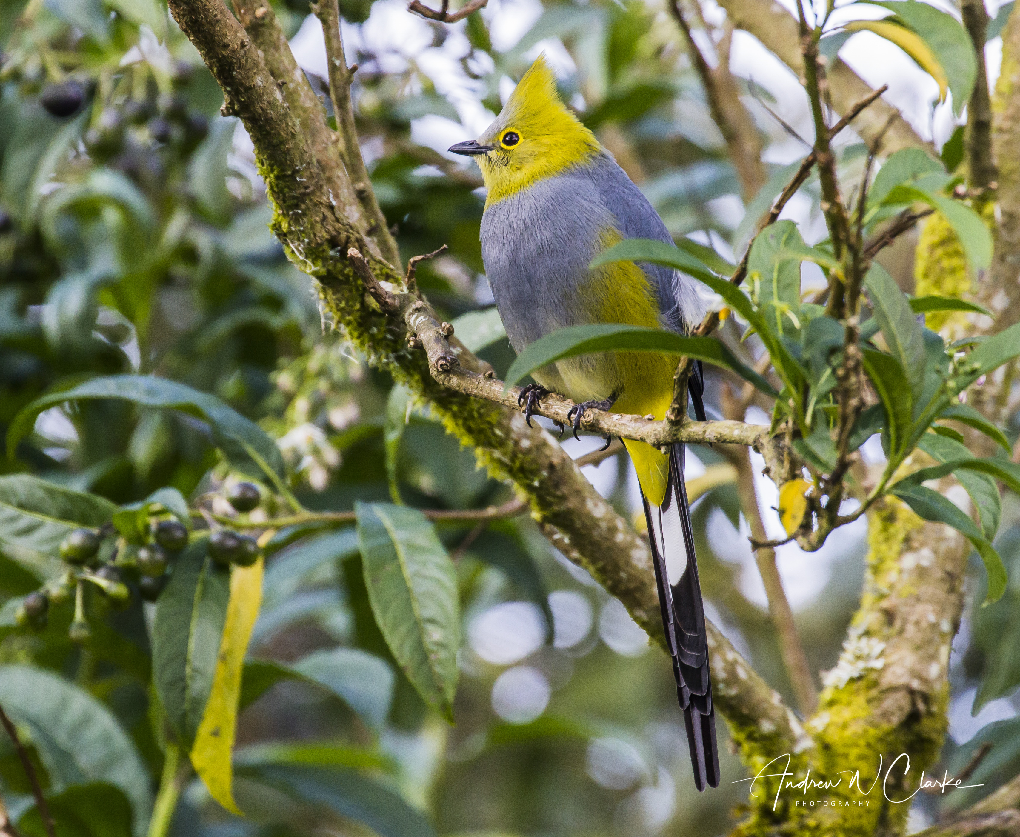 Long-tailed Silky-flycatcher