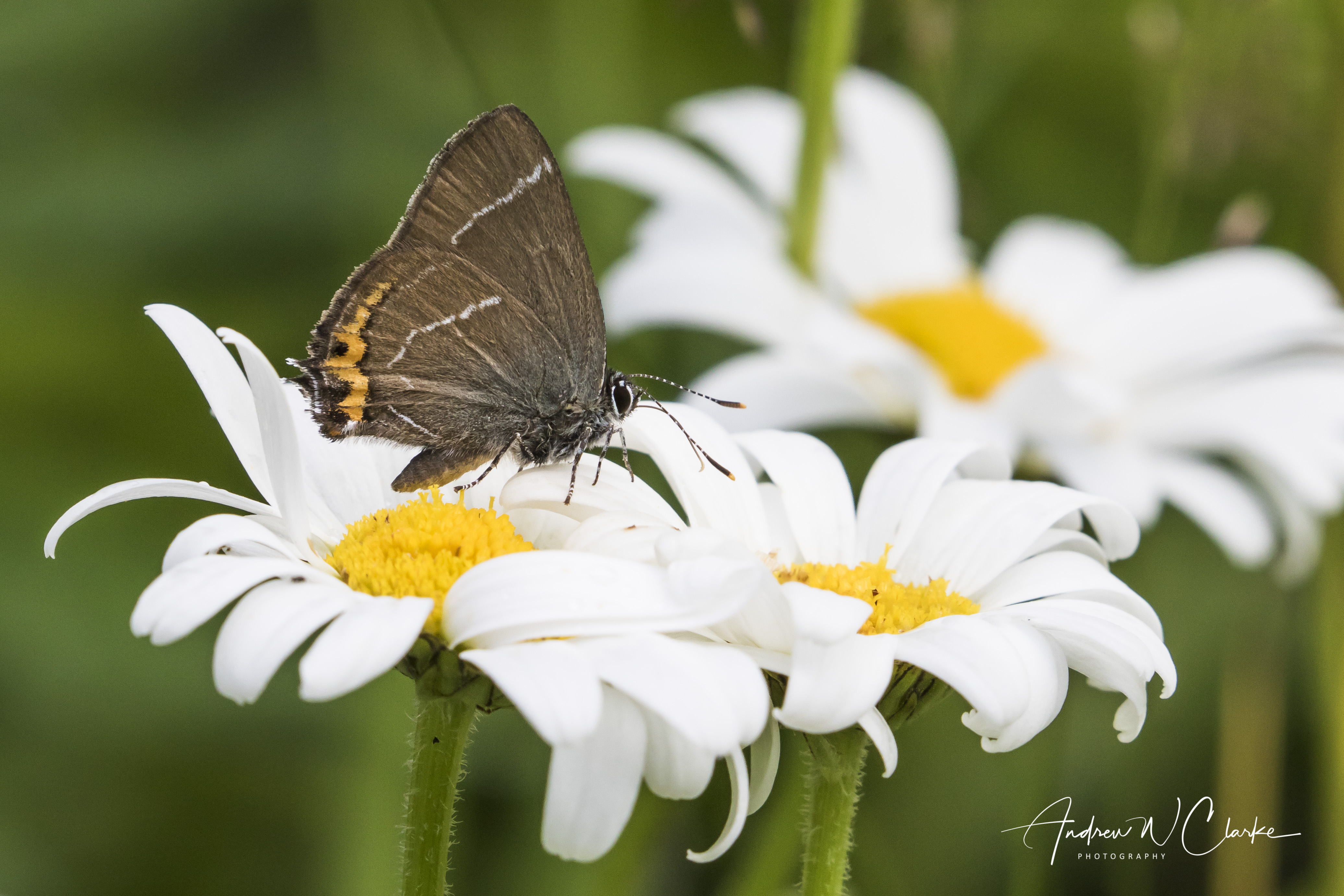 White-letter Hairstreak