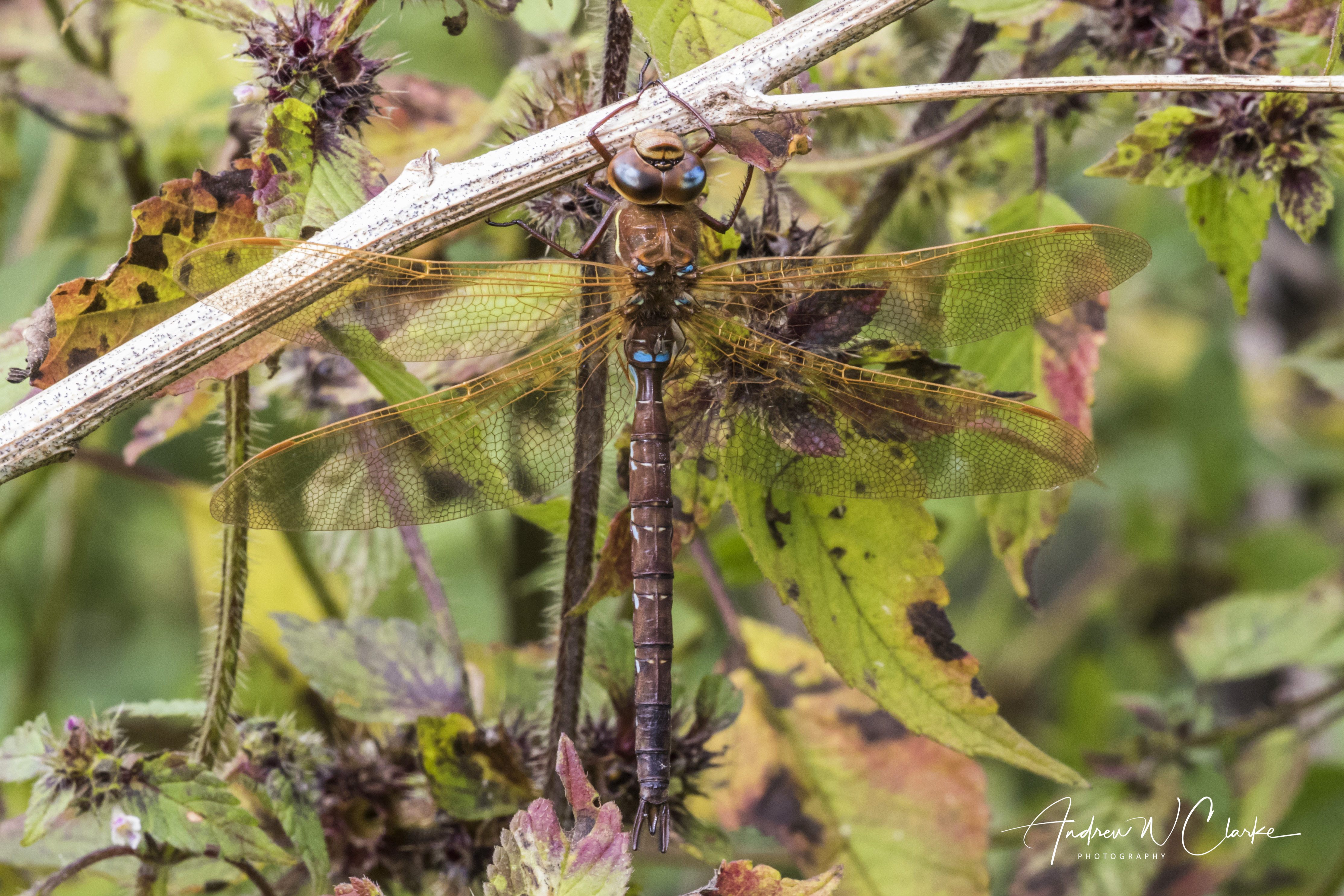Brown Hawker