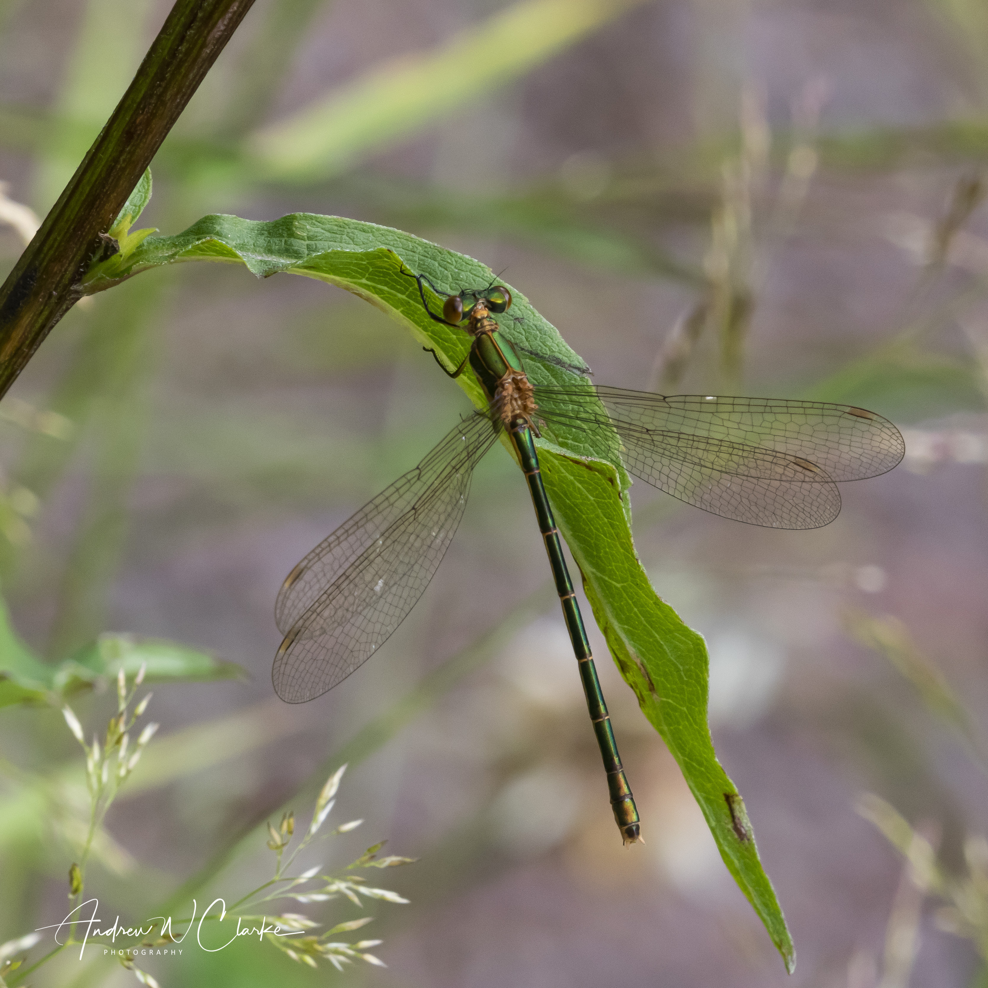 Common Spreadwing