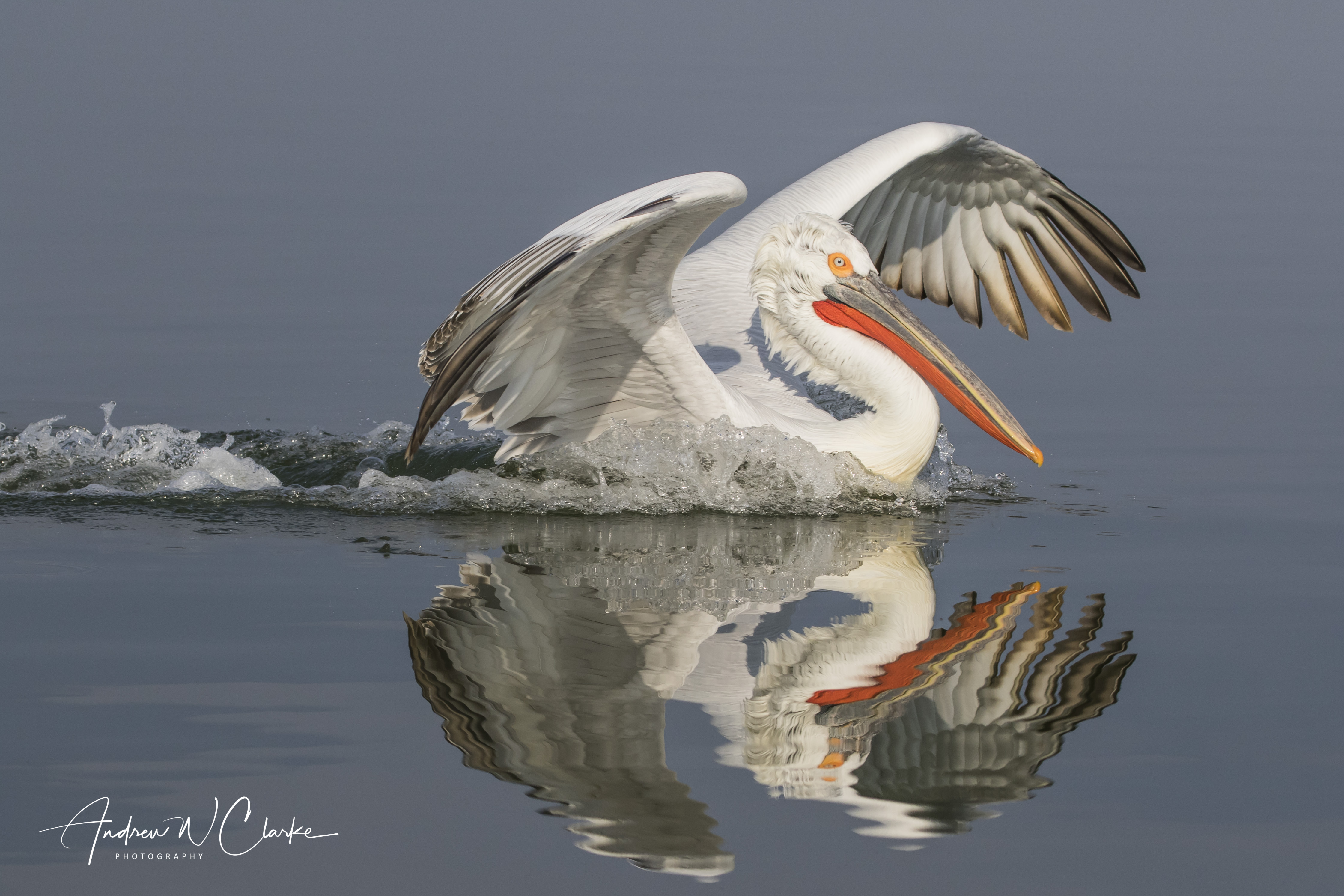 Dalmatian Pelican