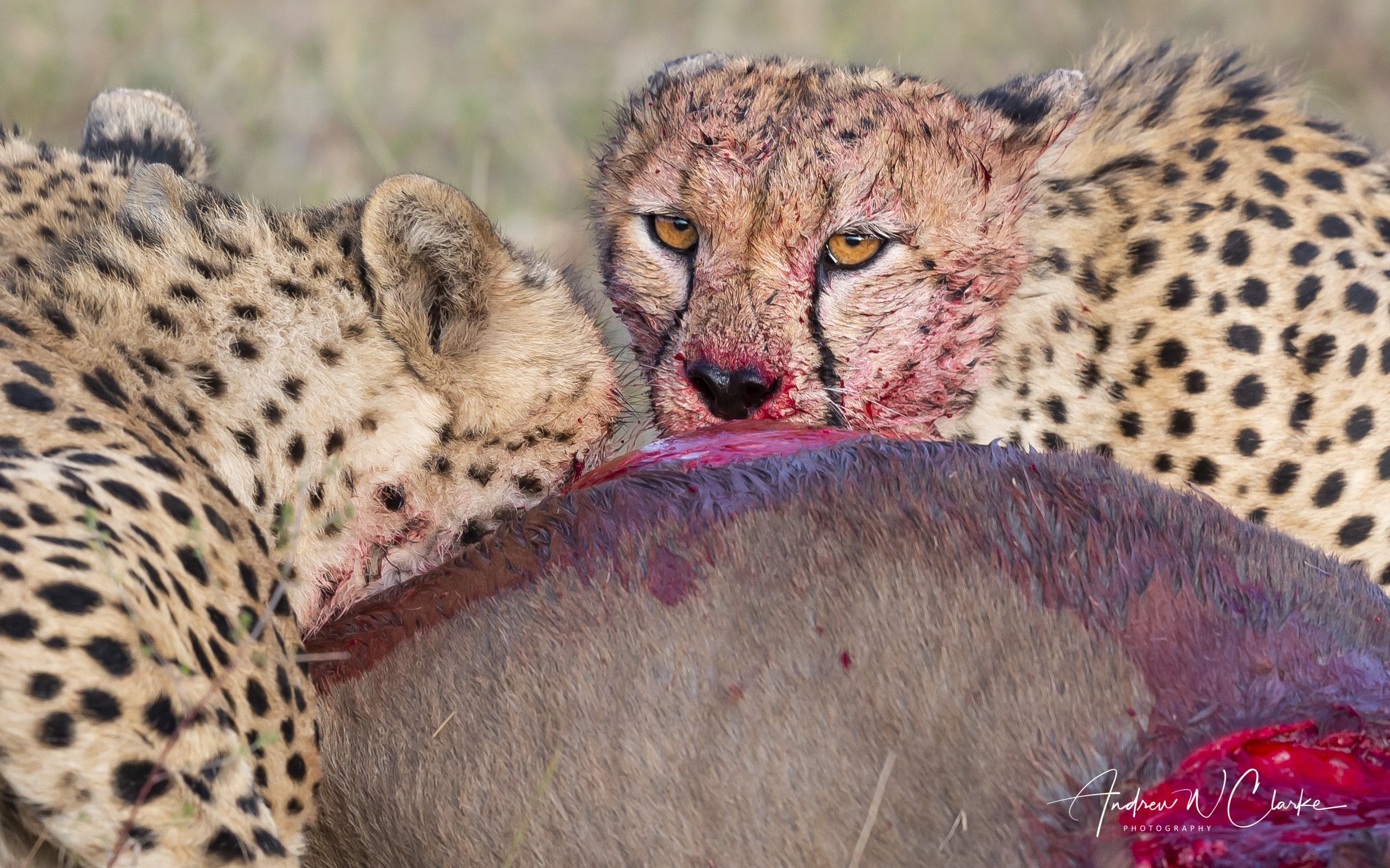 Cheetah