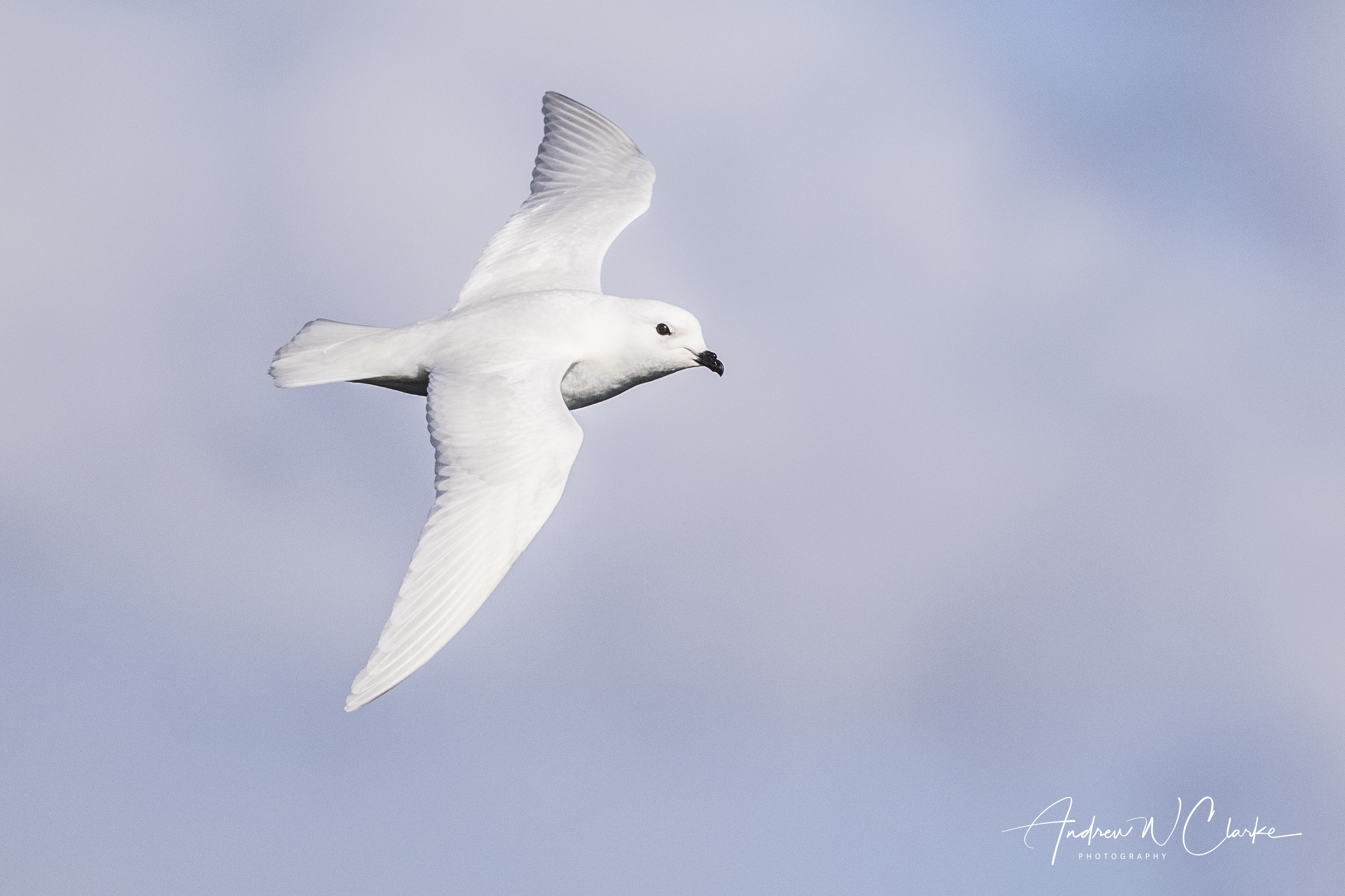 Snow Petrel