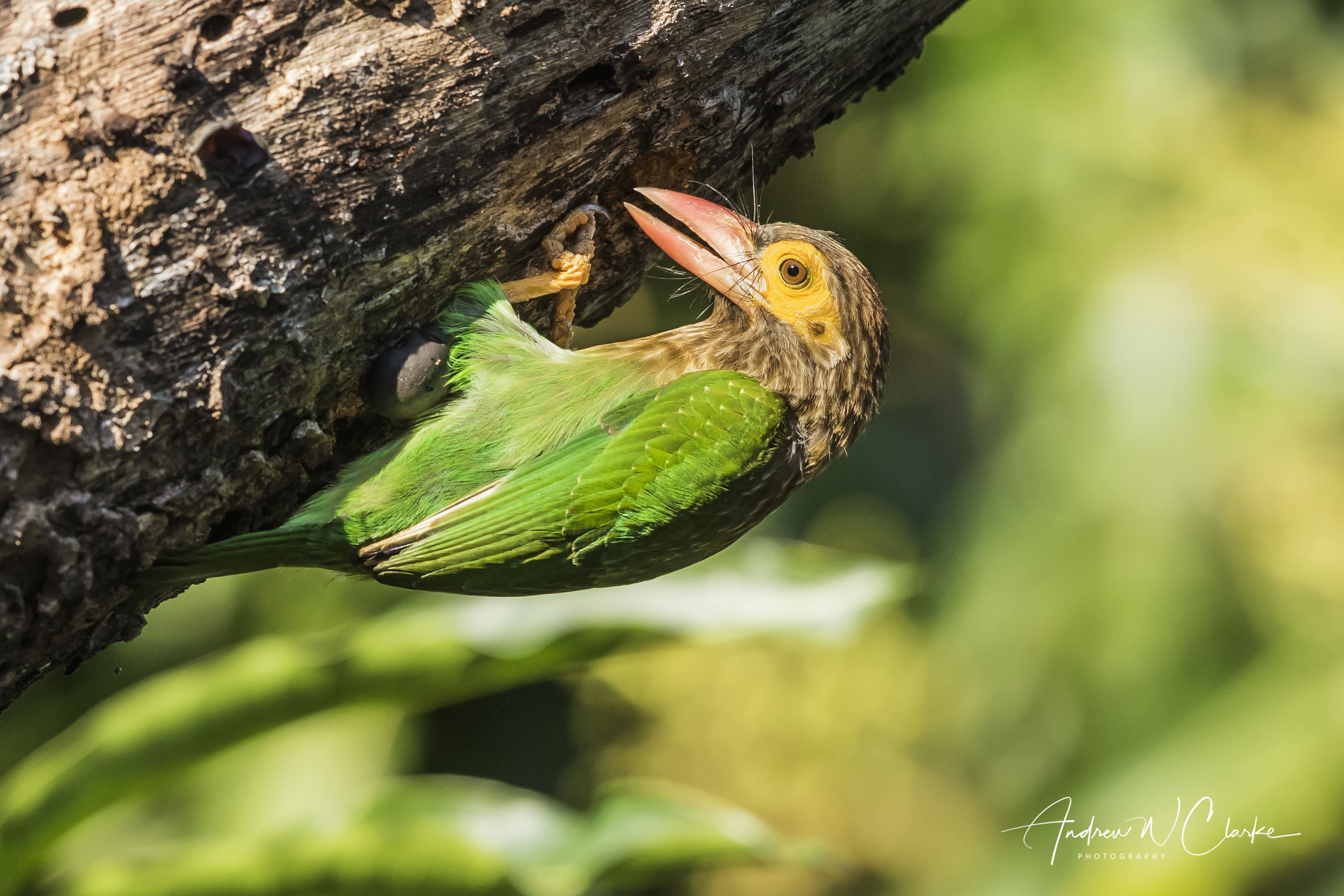 Brown-headed Barbet