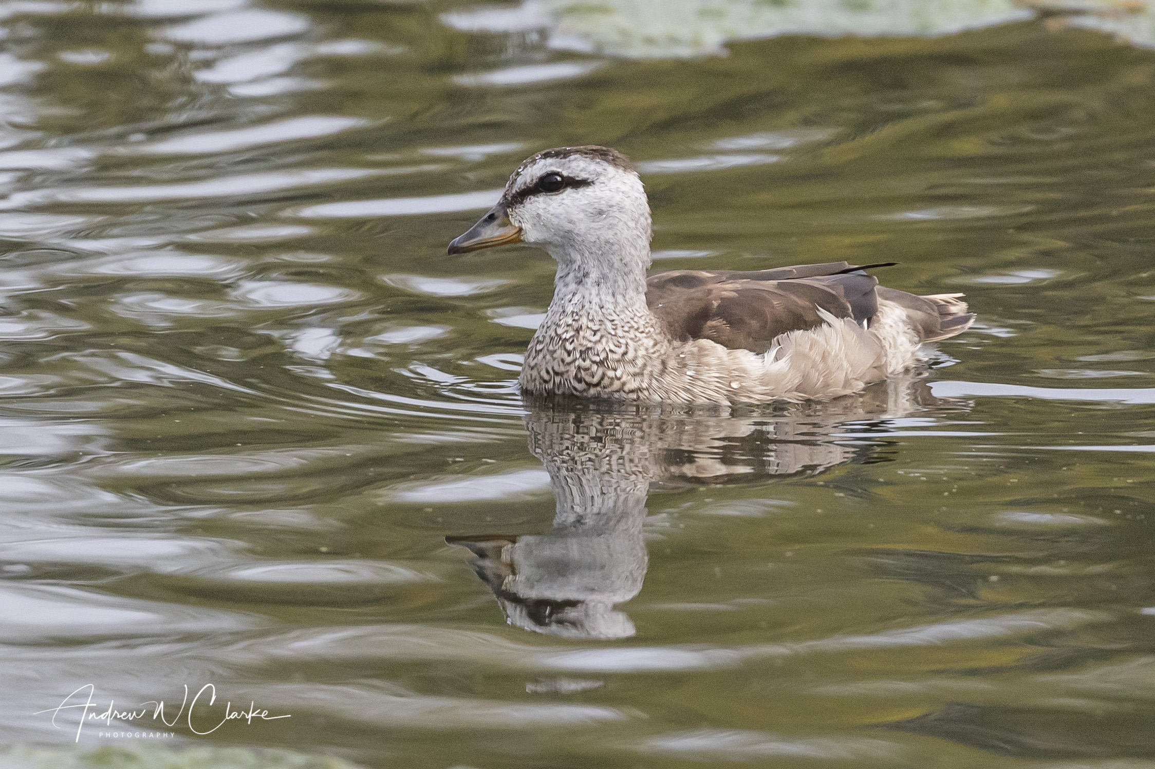Cotton Pygmy-Goose