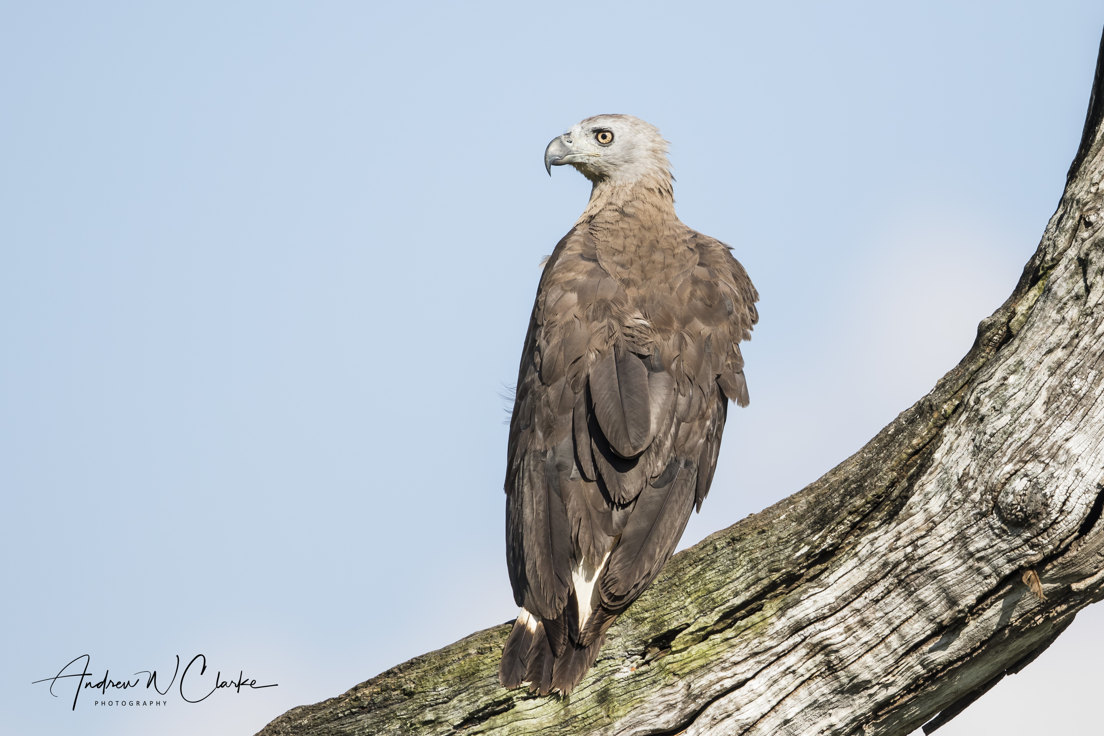 Gray-headed Fish-Eagle
