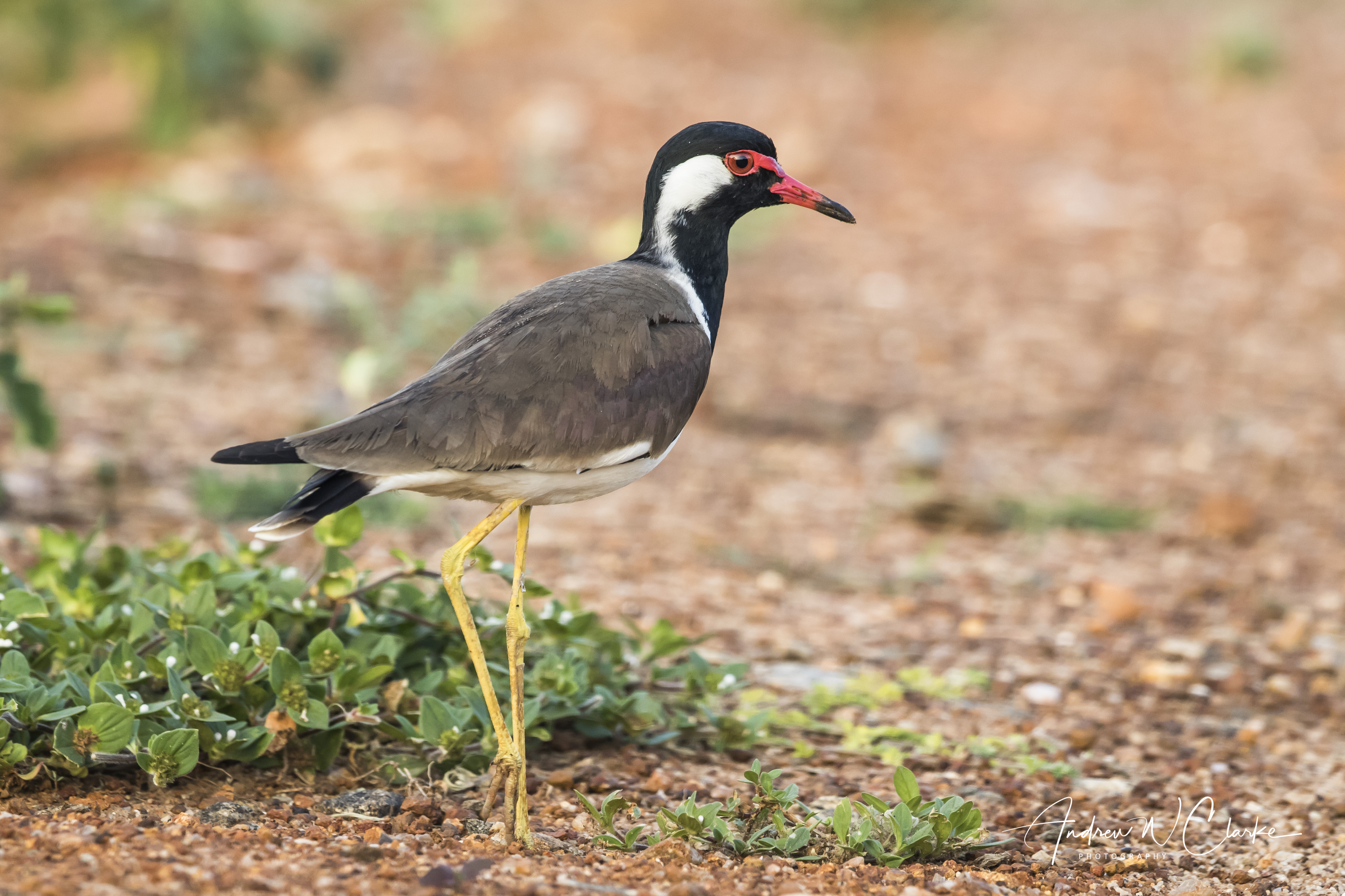 Red-wattled Lapwing