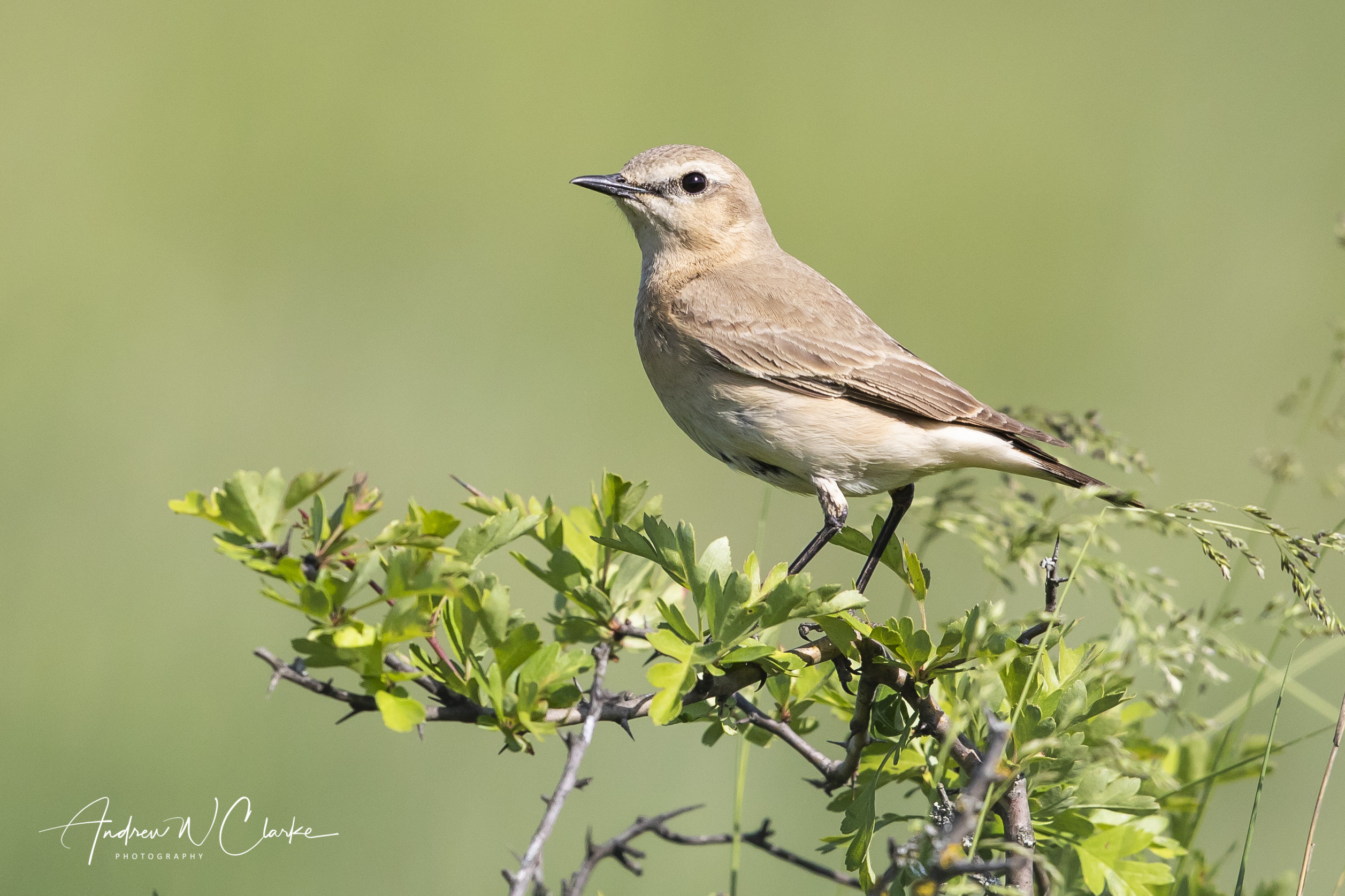 Isabelline Wheatear