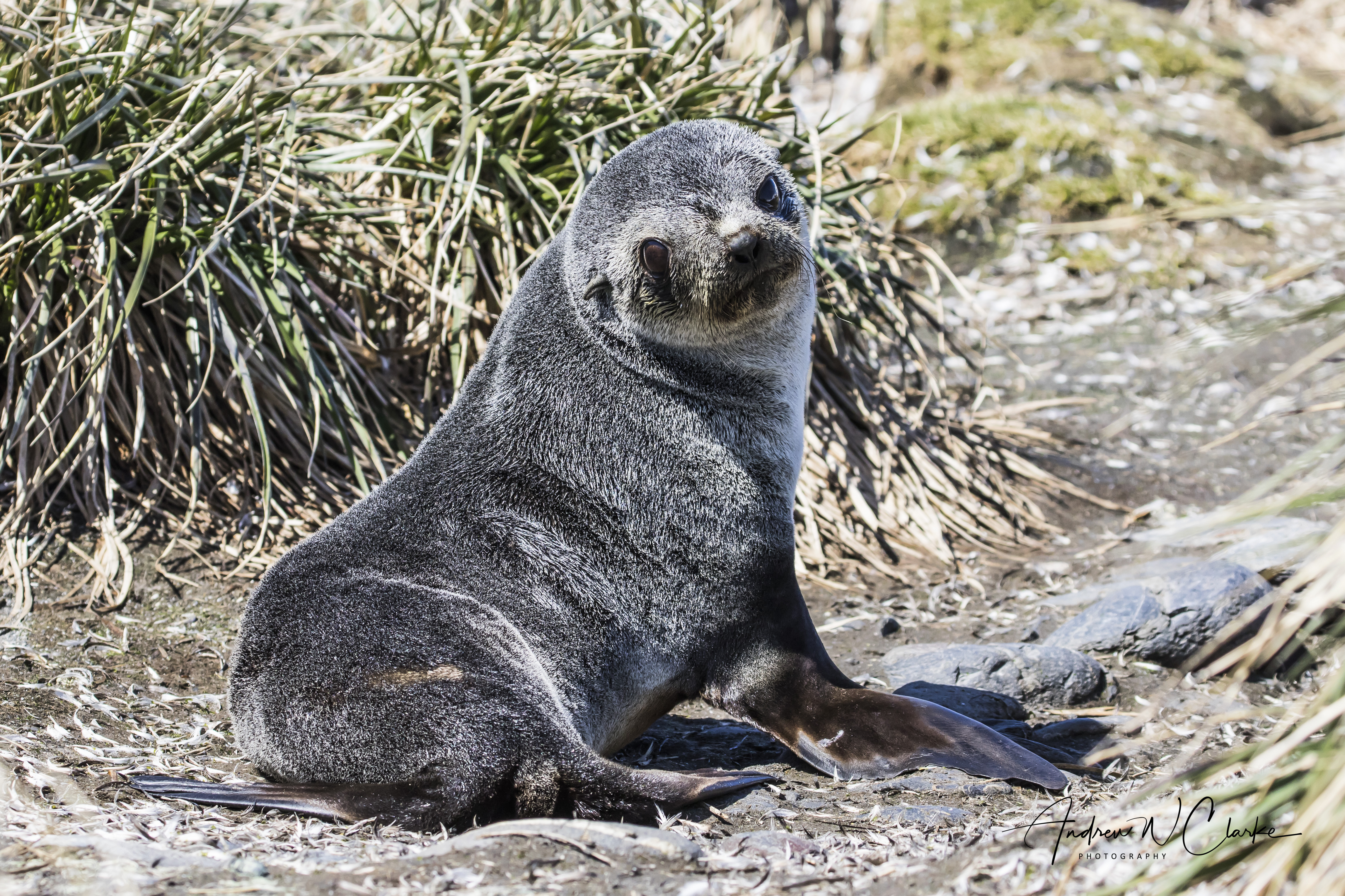Antarctic Fur Seal