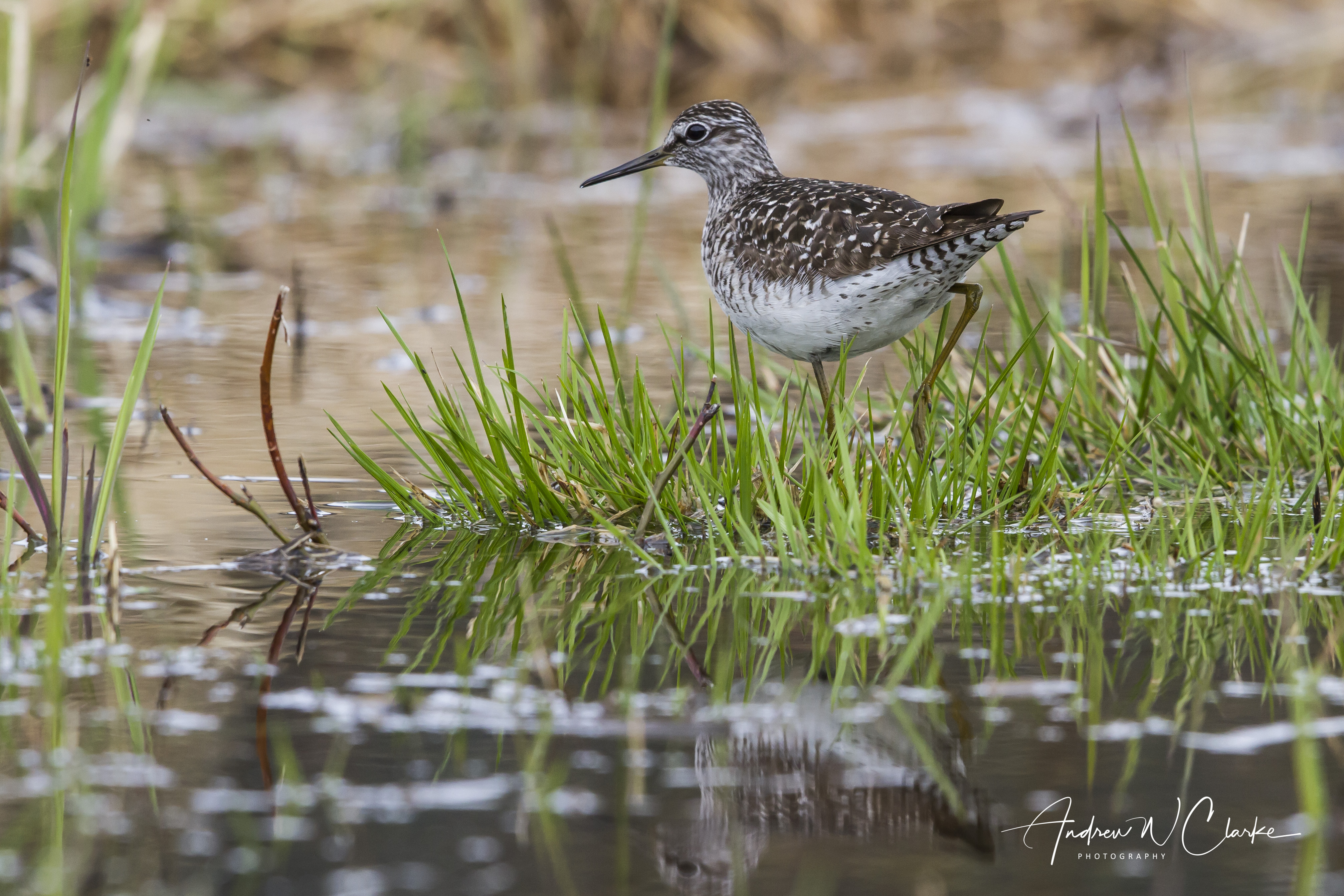 Wood Sandpiper / Grønnstilk