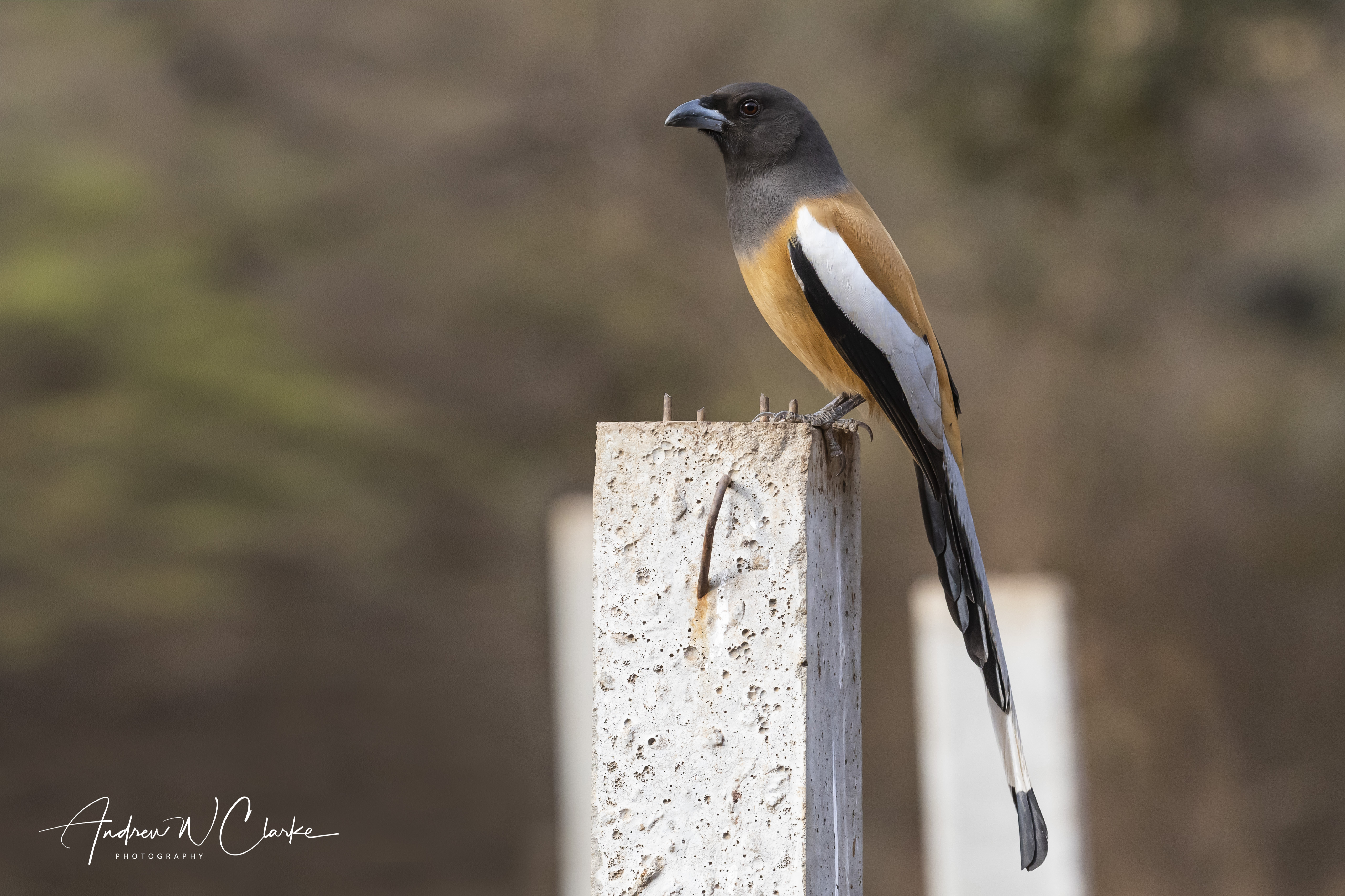 Rufous Treepie