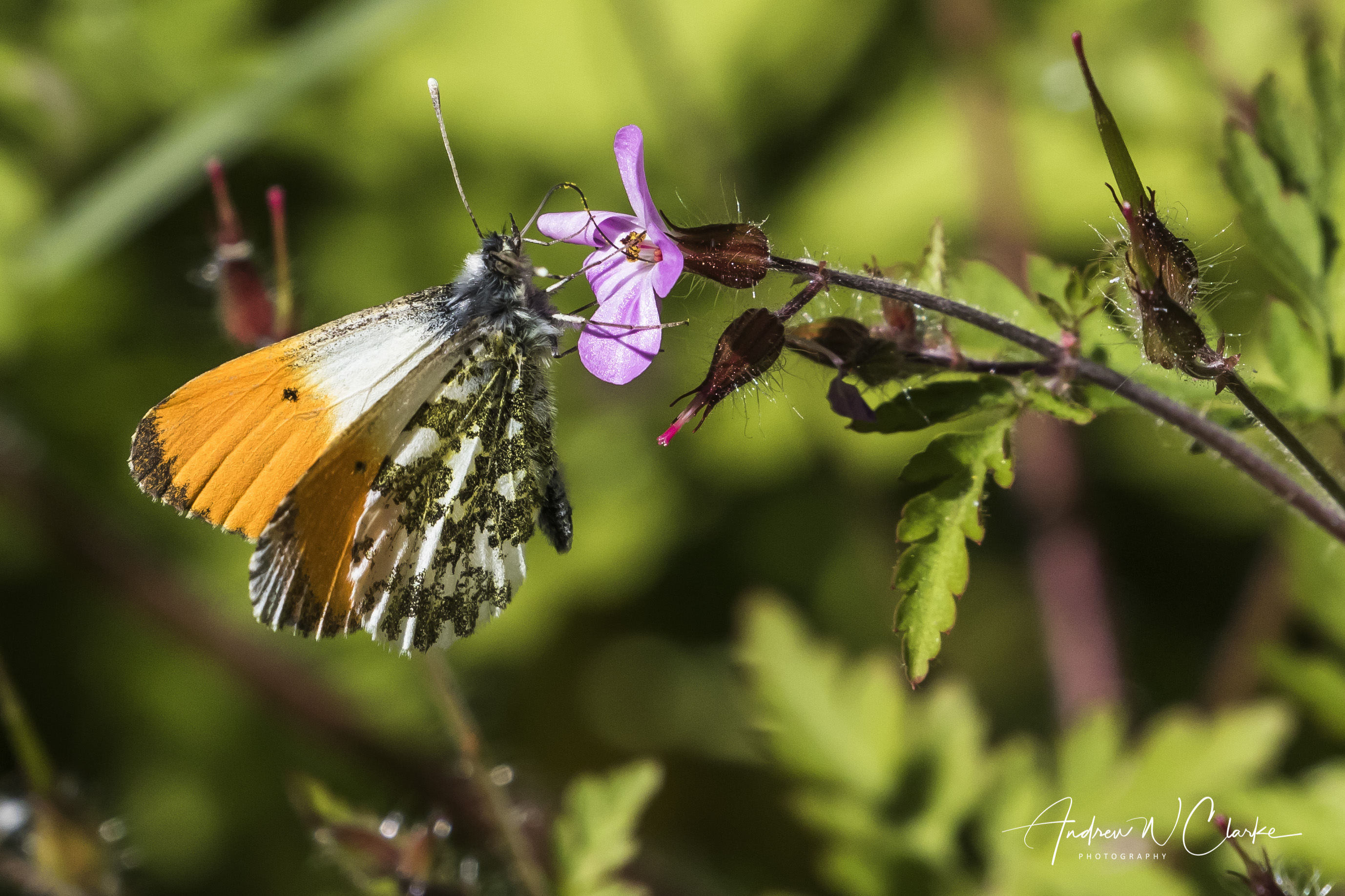 Orange Tip