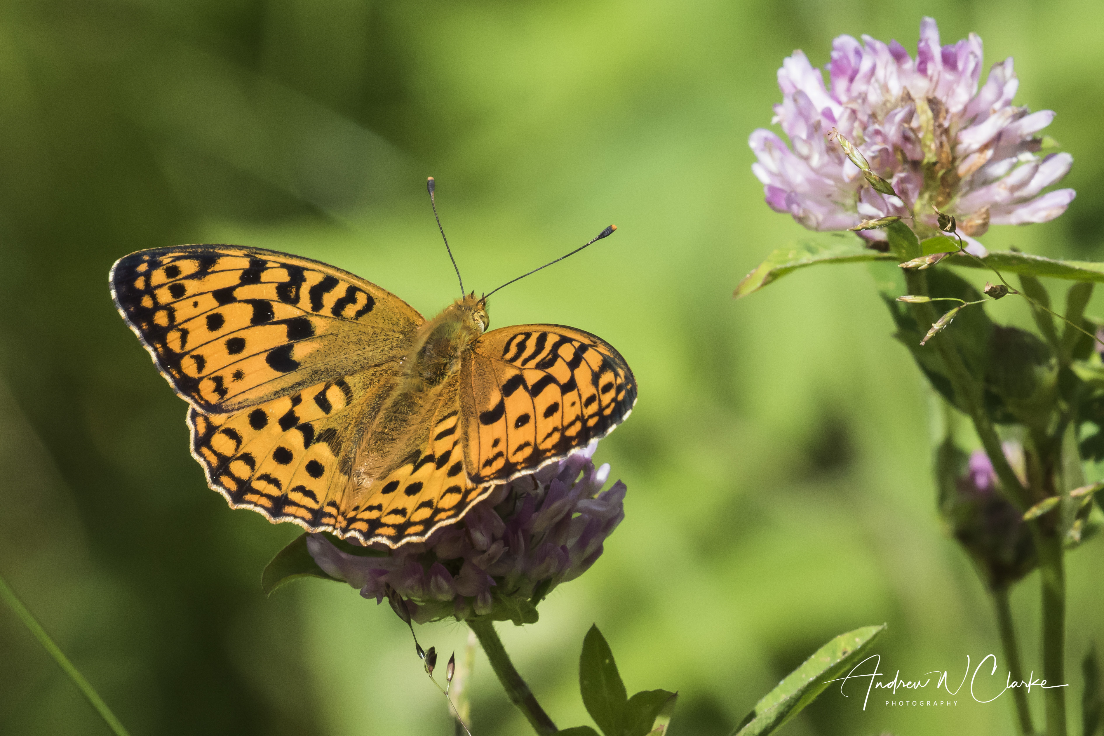 High Brown Fritillary