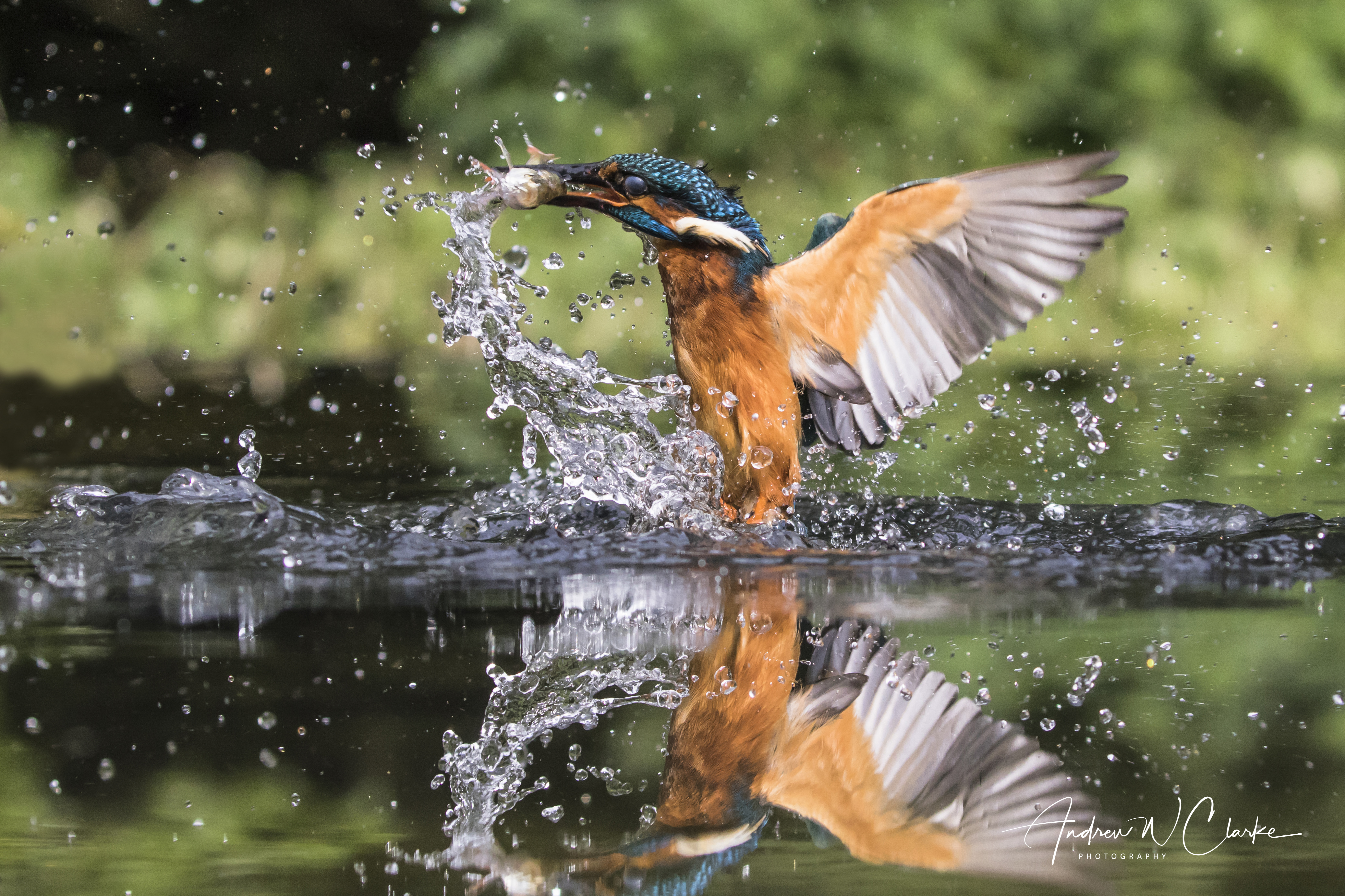 Common Kingfisher