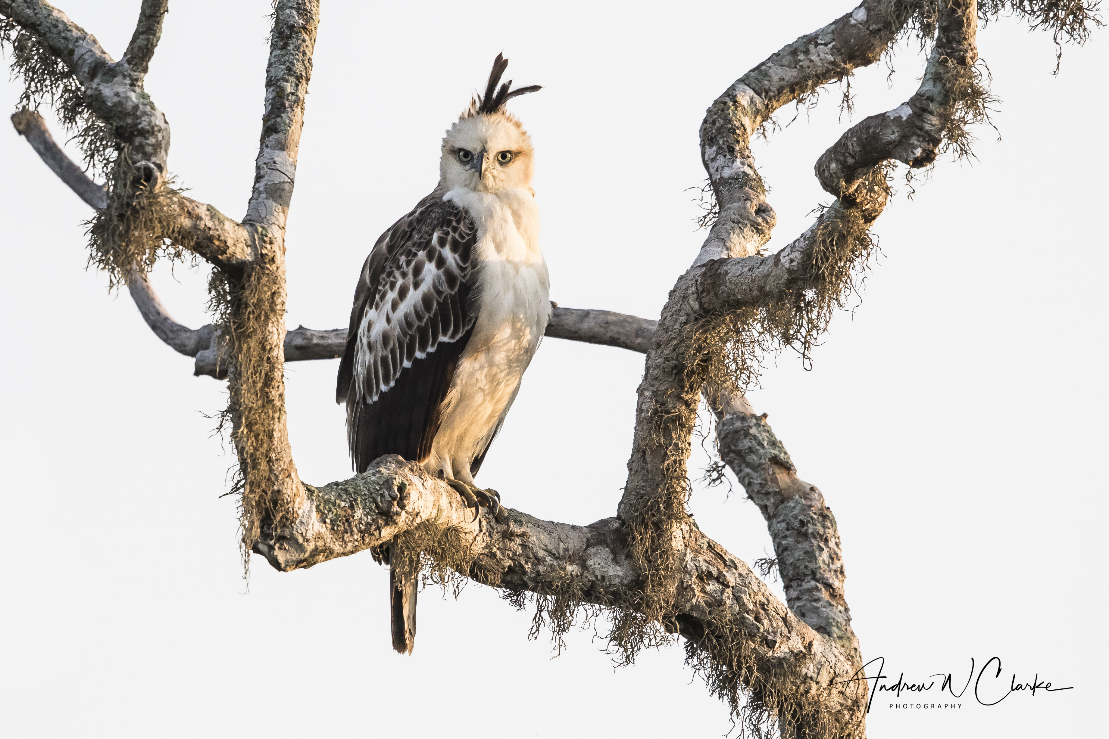 Crested Hawk-Eagle