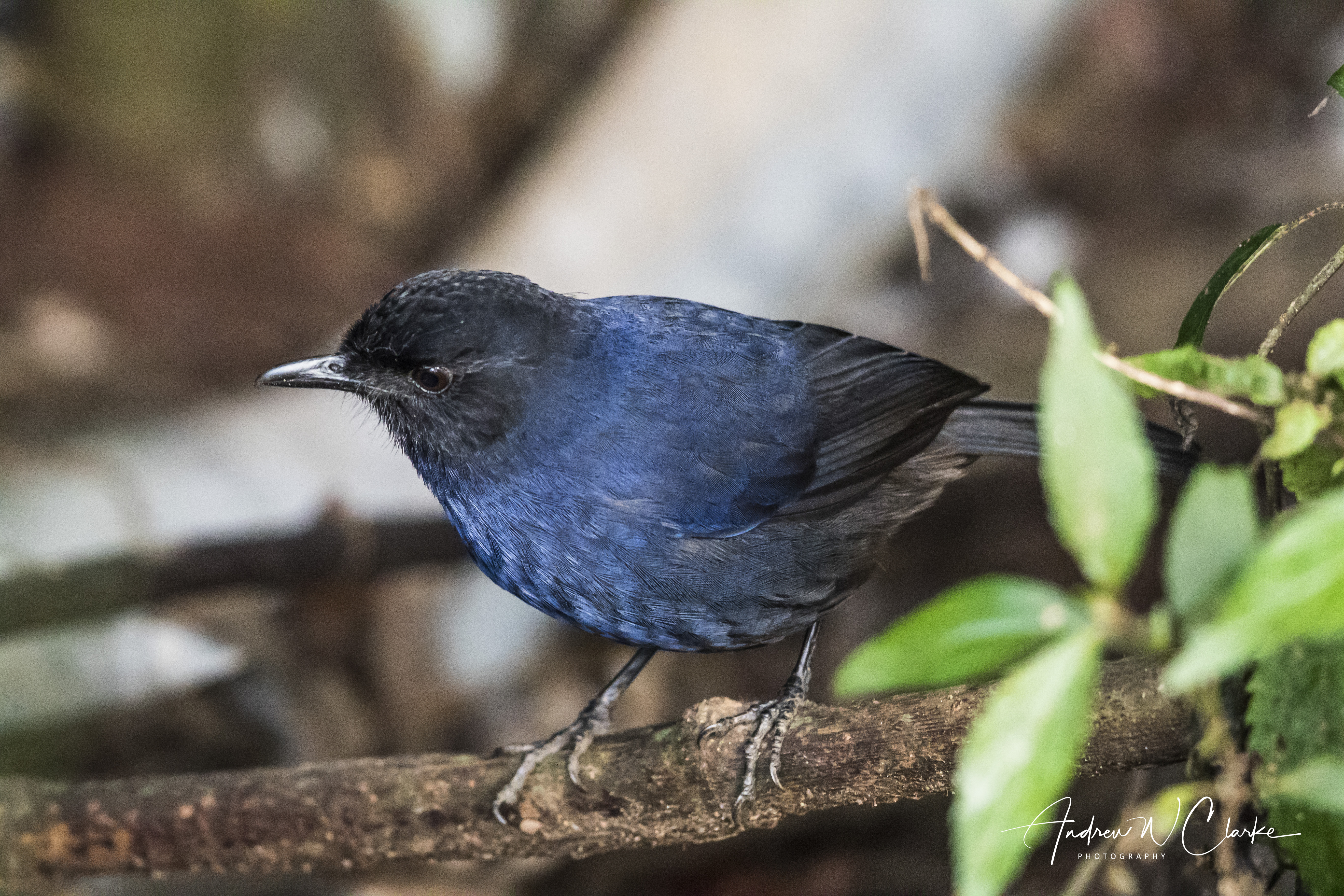 Sri Lanka Whistling-Thrush